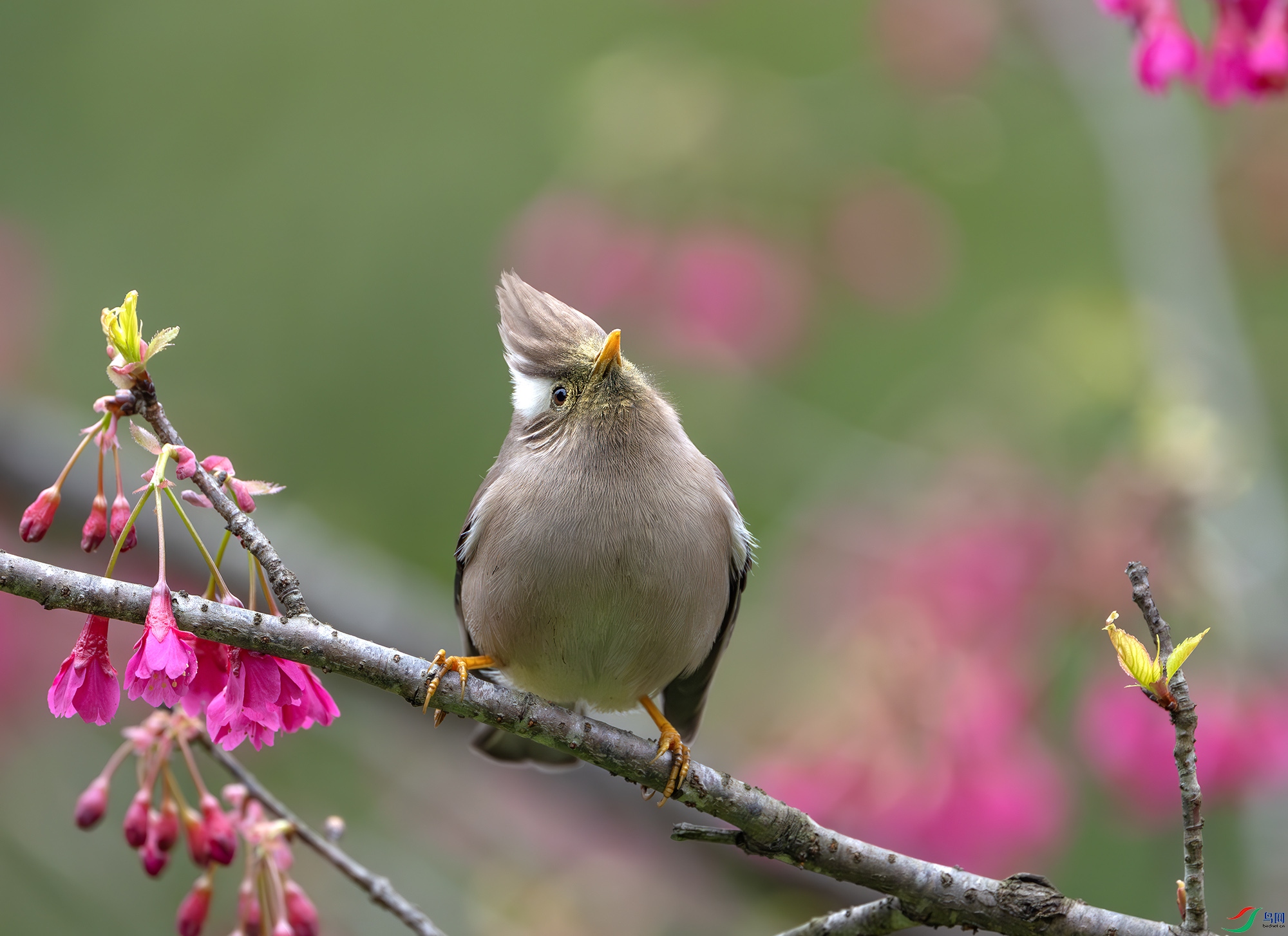 DSC_6755-����ǿ-NR ����.jpg
