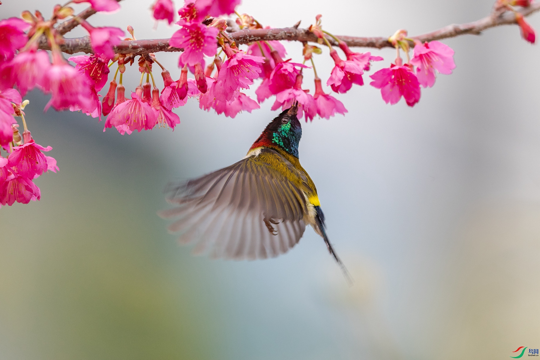 BF1I9497 ����_����.jpg