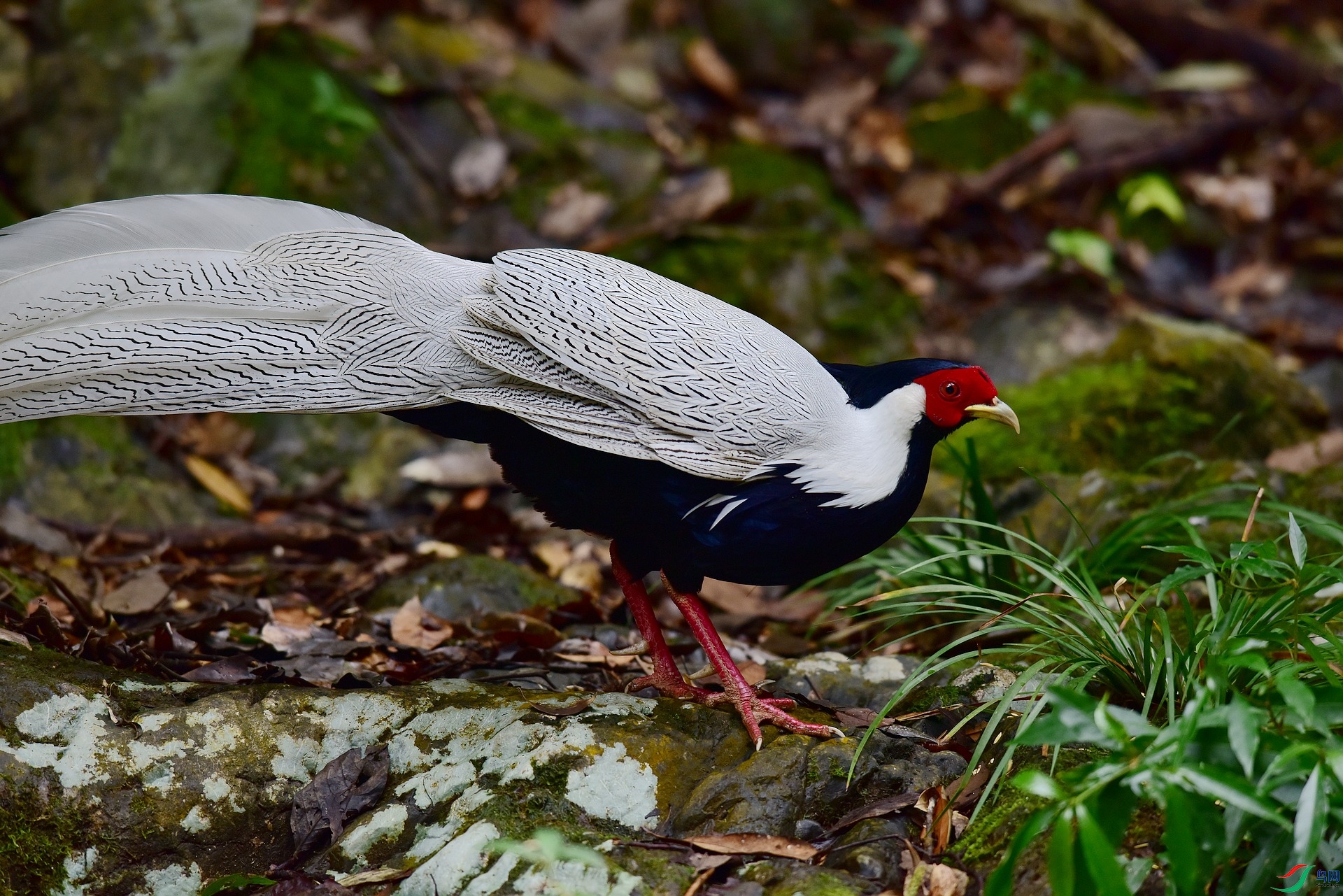 D8I_0752.jpg