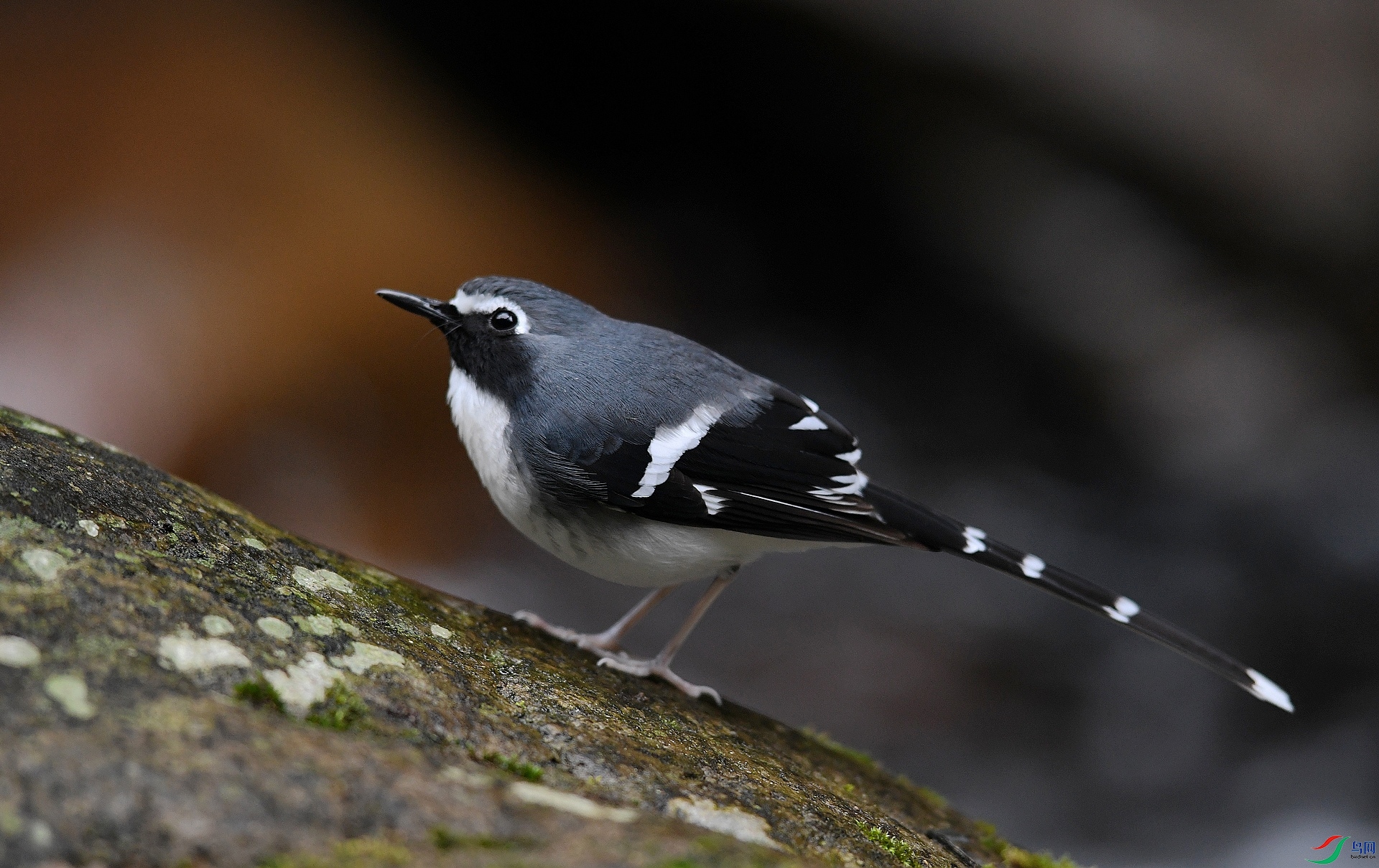 DSC_2286.jpg