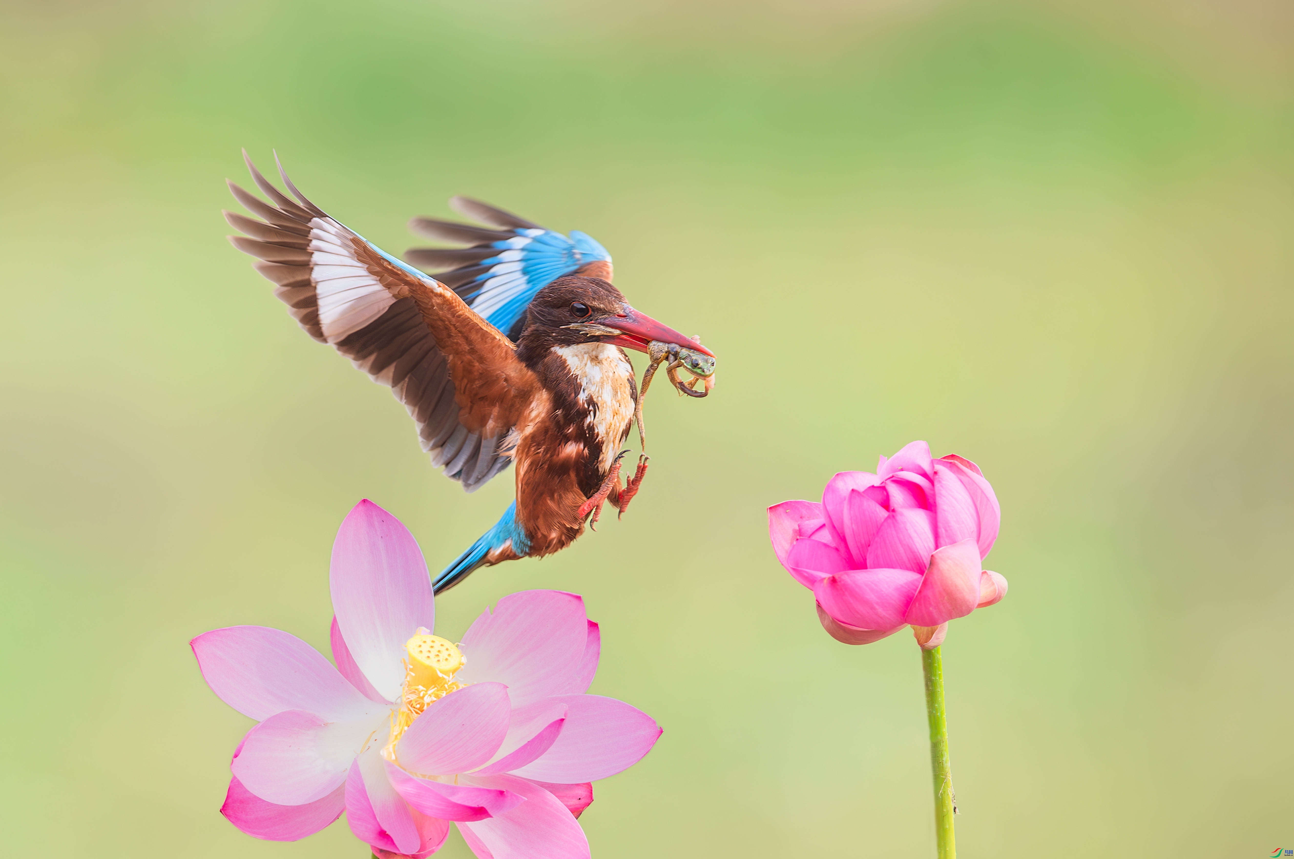 ЪЪ�� ���� С���� ����.jpg