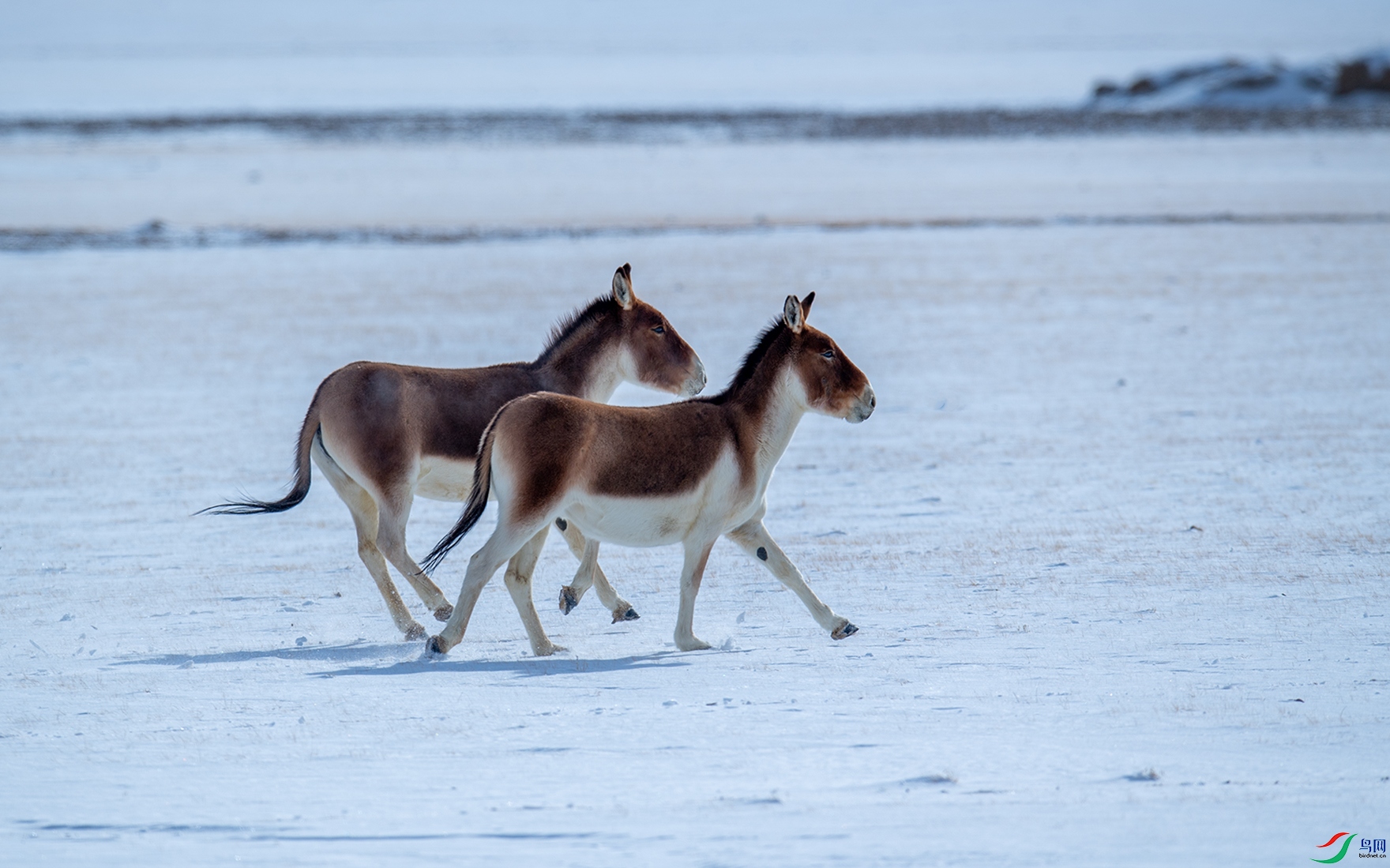 DSC_2784.jpg