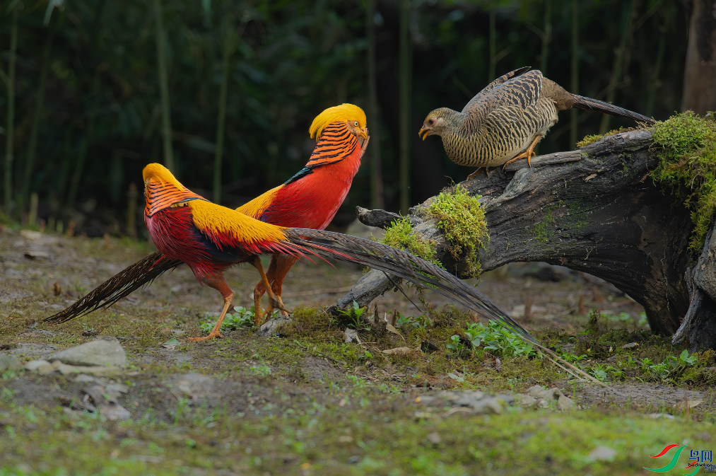 ��������֮�� ���ٻ����Ѿ�������ɽ���� 23.png