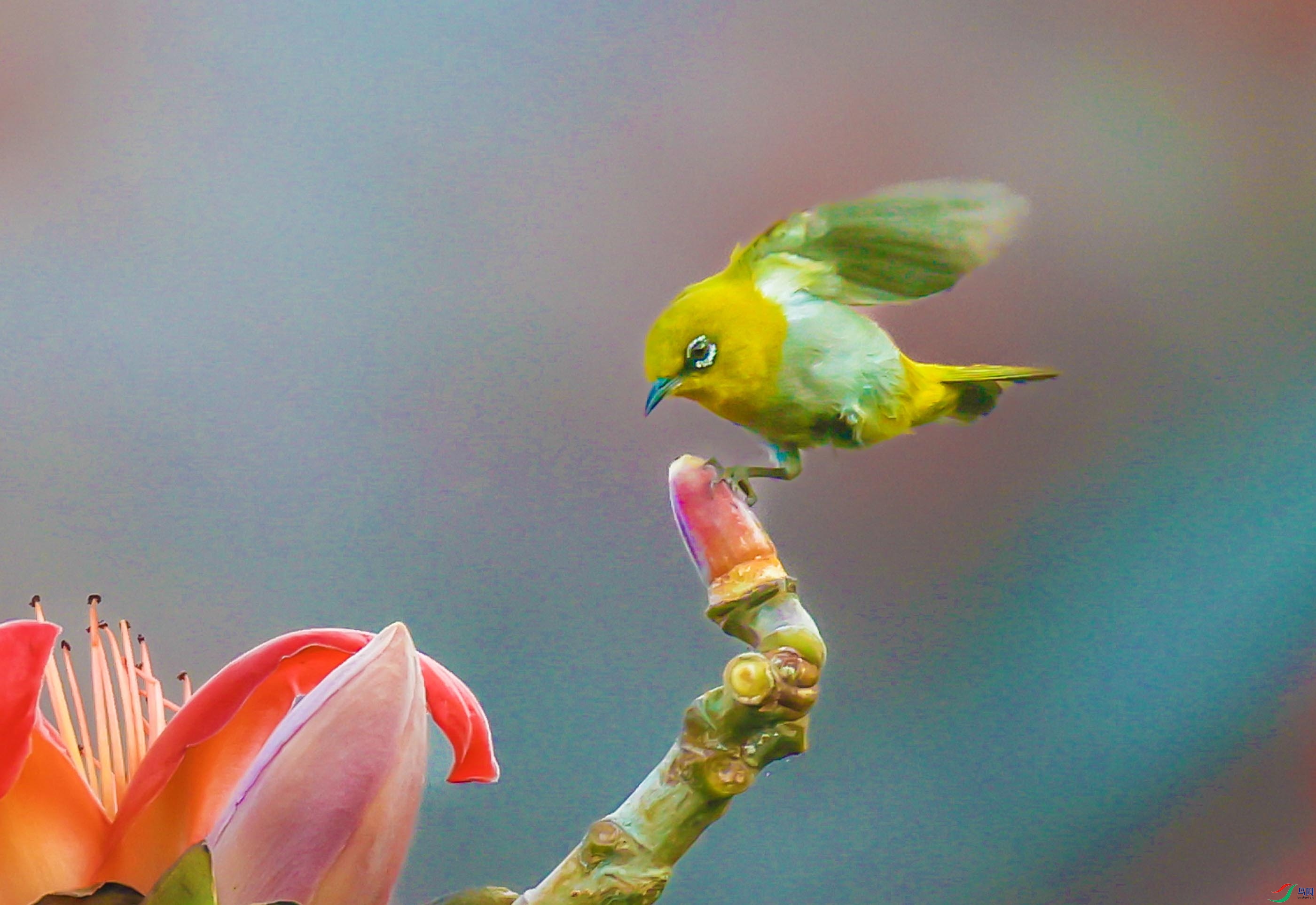 G40A8665 ����111111 �����𼦶���.jpg