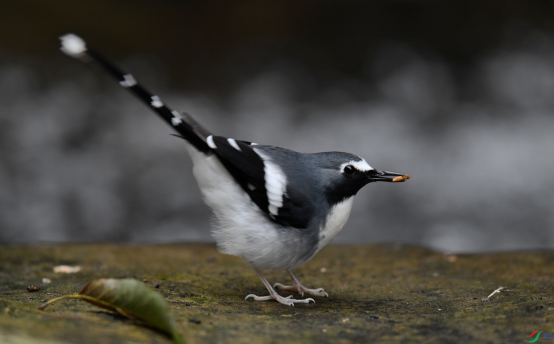DSC_2256.jpg