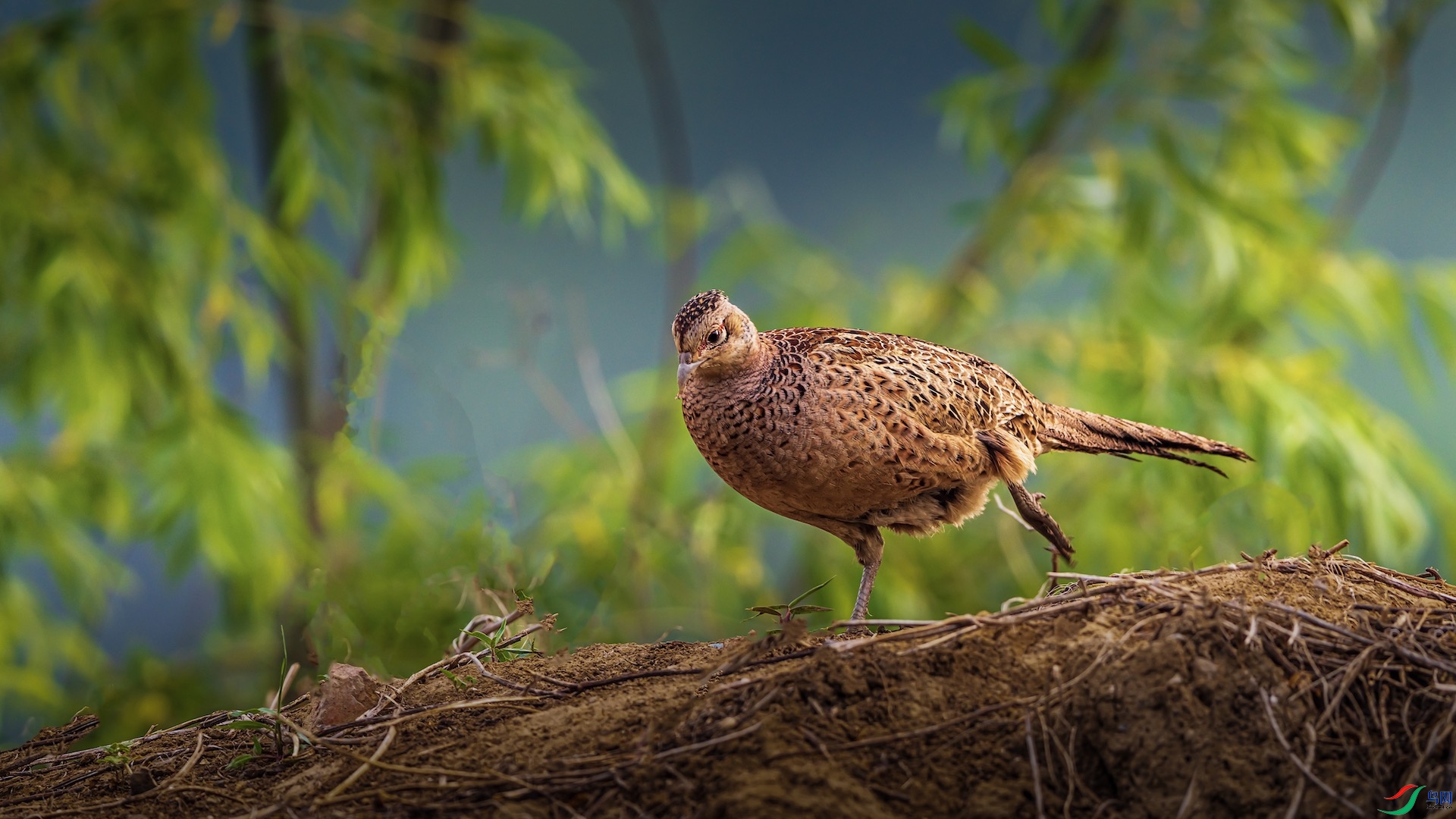 1_XXI2732 ����.jpeg