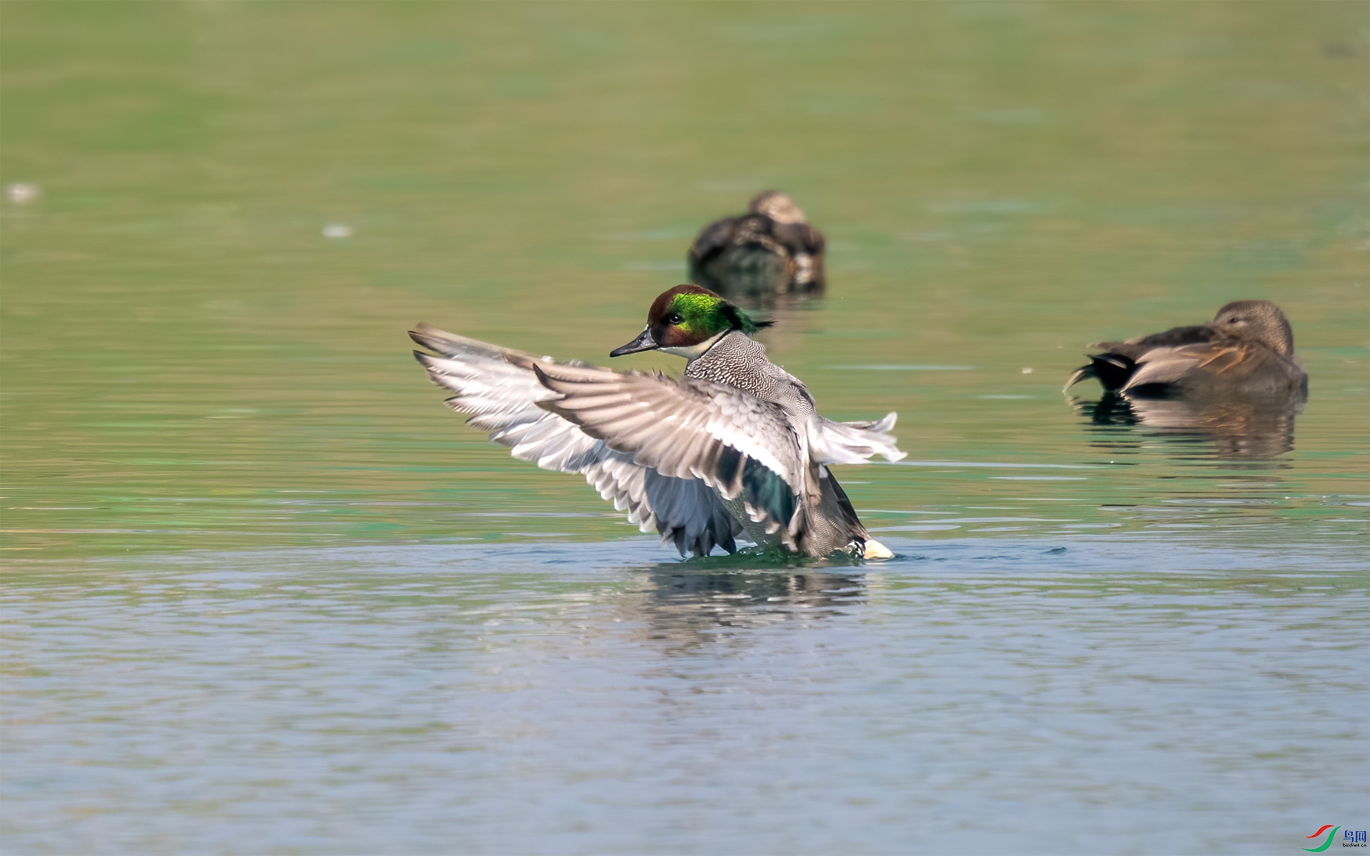 P1180022-1����Ѽ.jpg