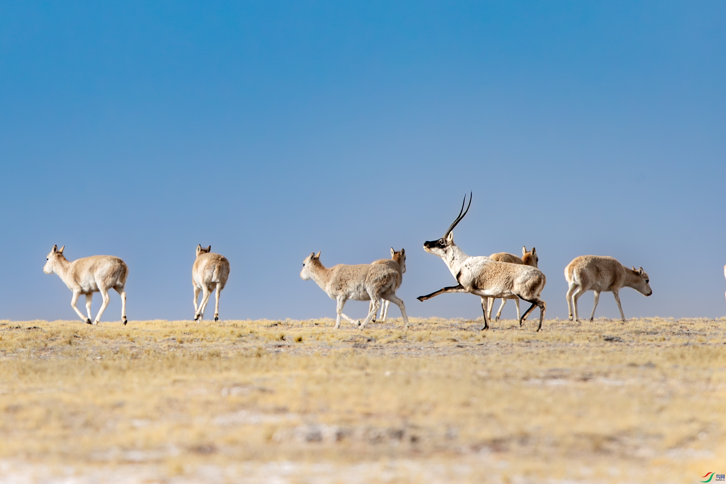 A15I2031-����ǿ-NR ����.jpg