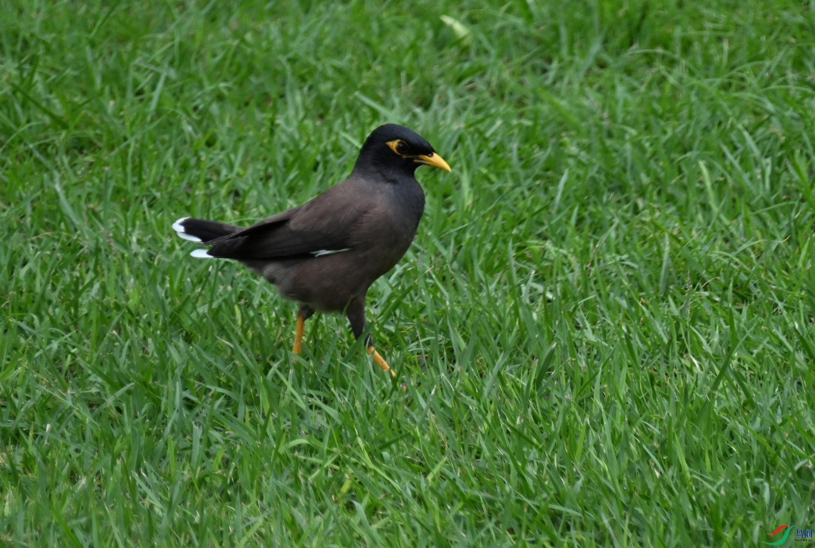 DSC_0700a.jpg