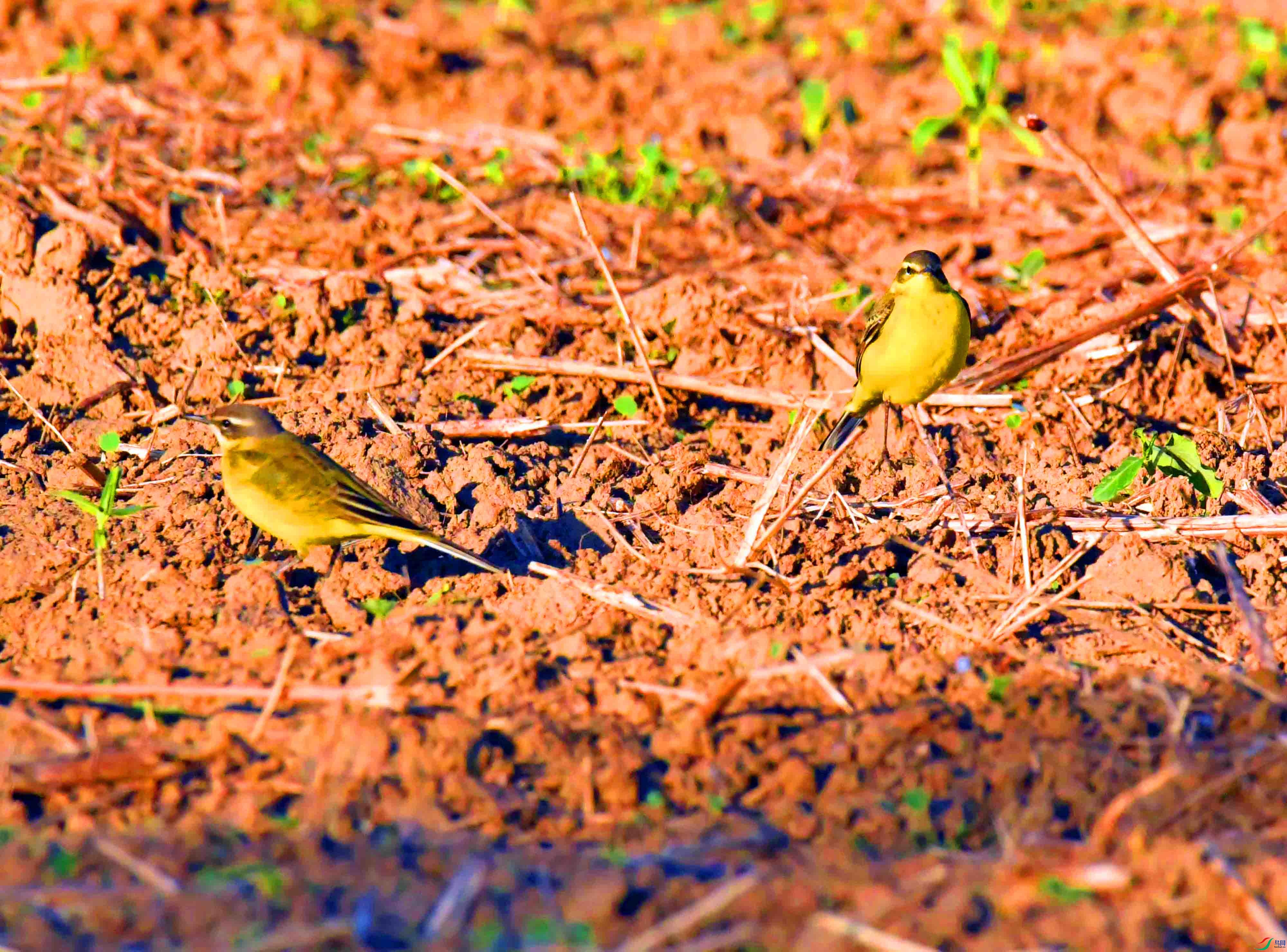 DSC_9461.JPG
