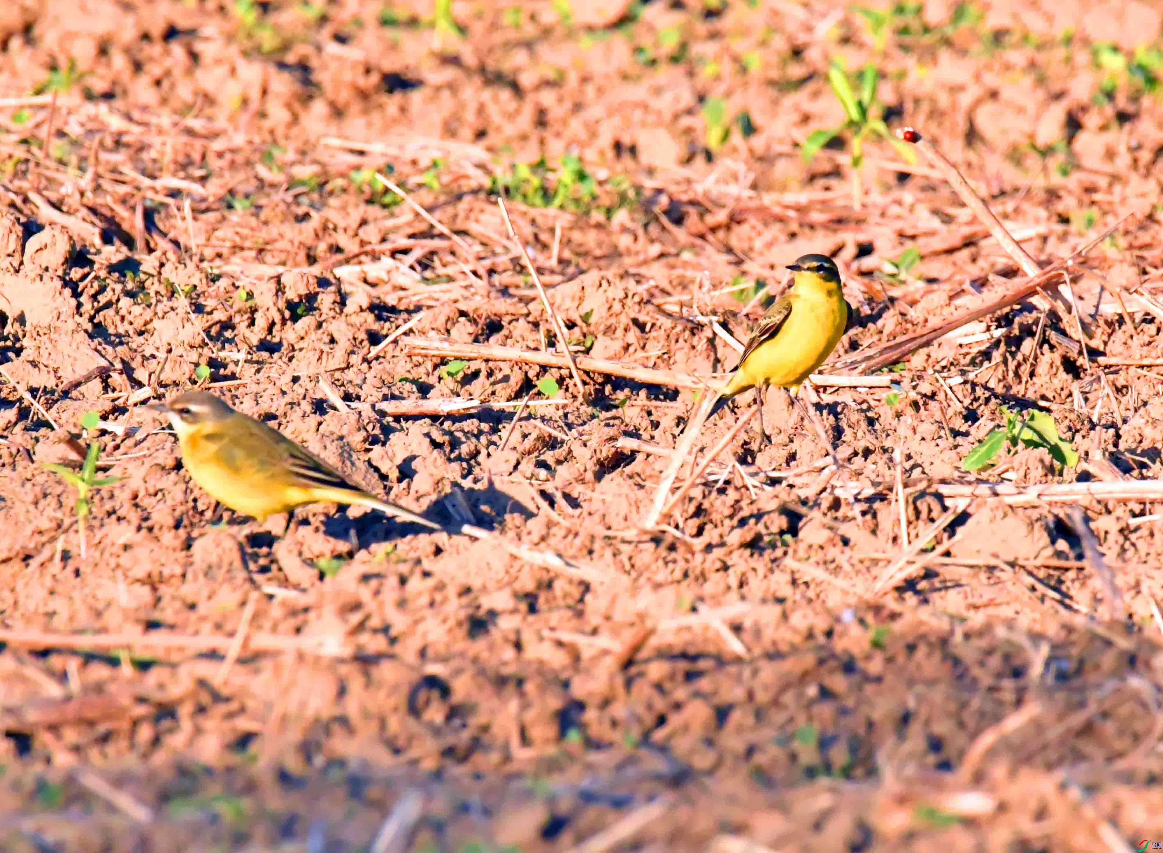 DSC_9458.JPG