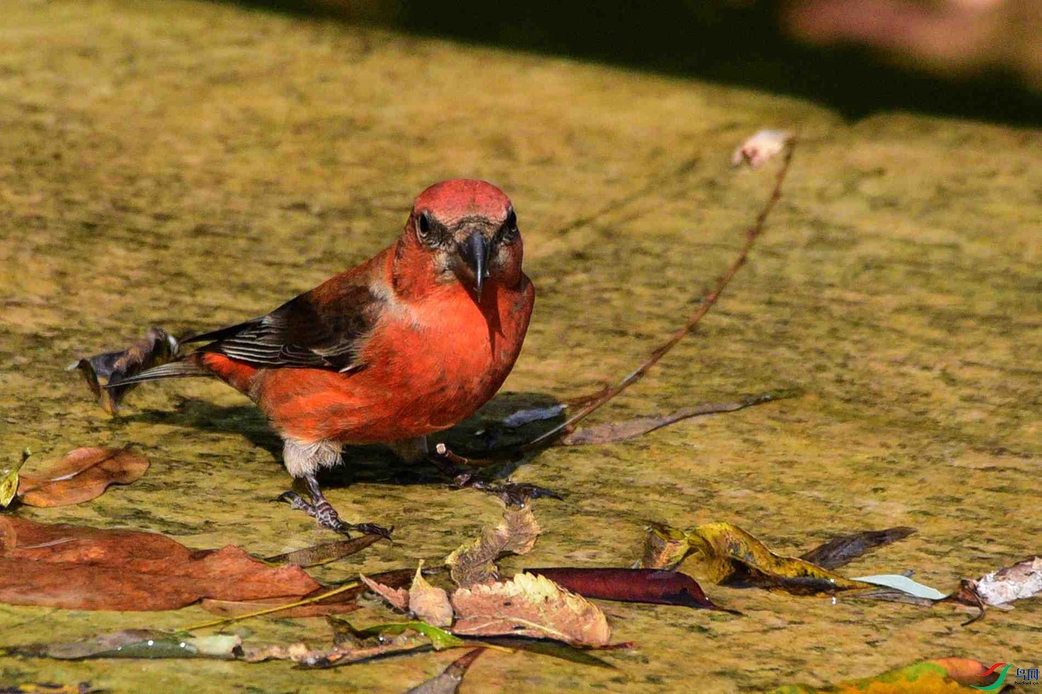 DSC_8378.JPG