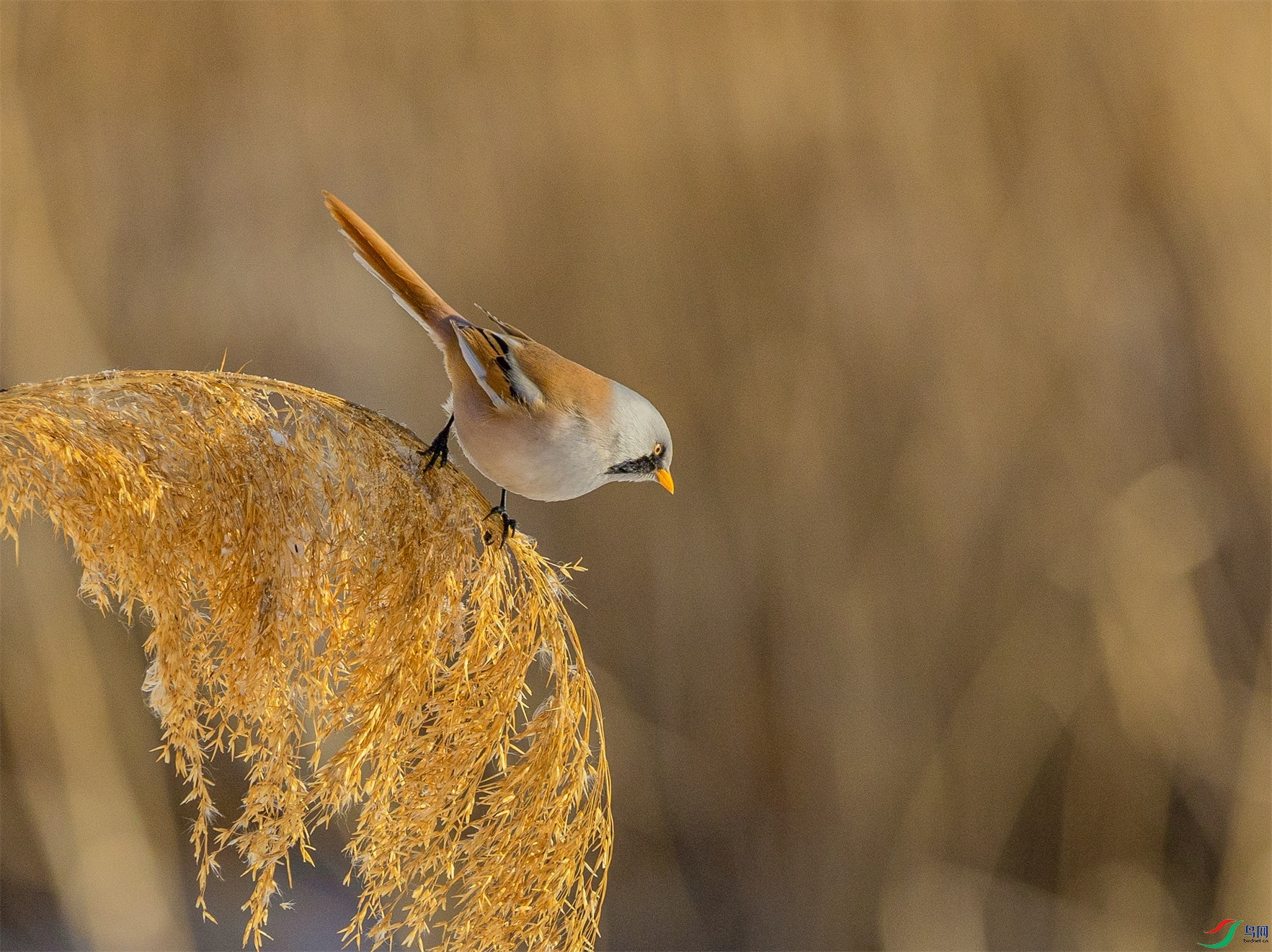 1K3A5112 ����1.jpg