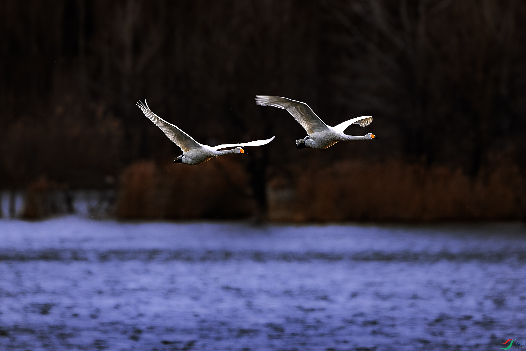 _31A4678-����ǿ-NR ����.jpg