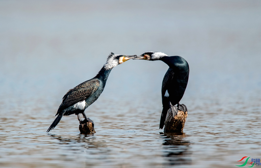 �������ѡ�������һ�������ٻ���������������㲮 24.png