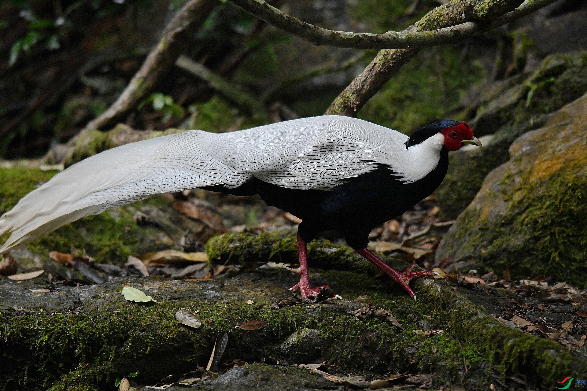 DSC_1287.jpg