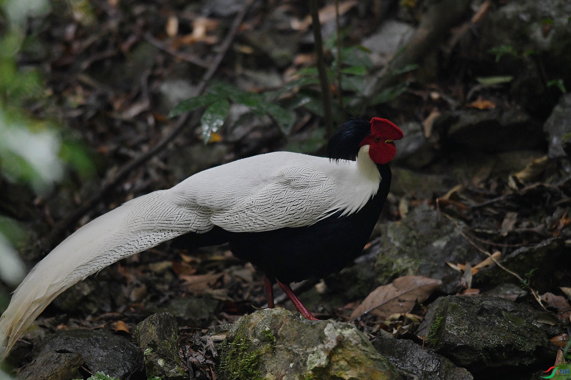 DSC_1320.jpg