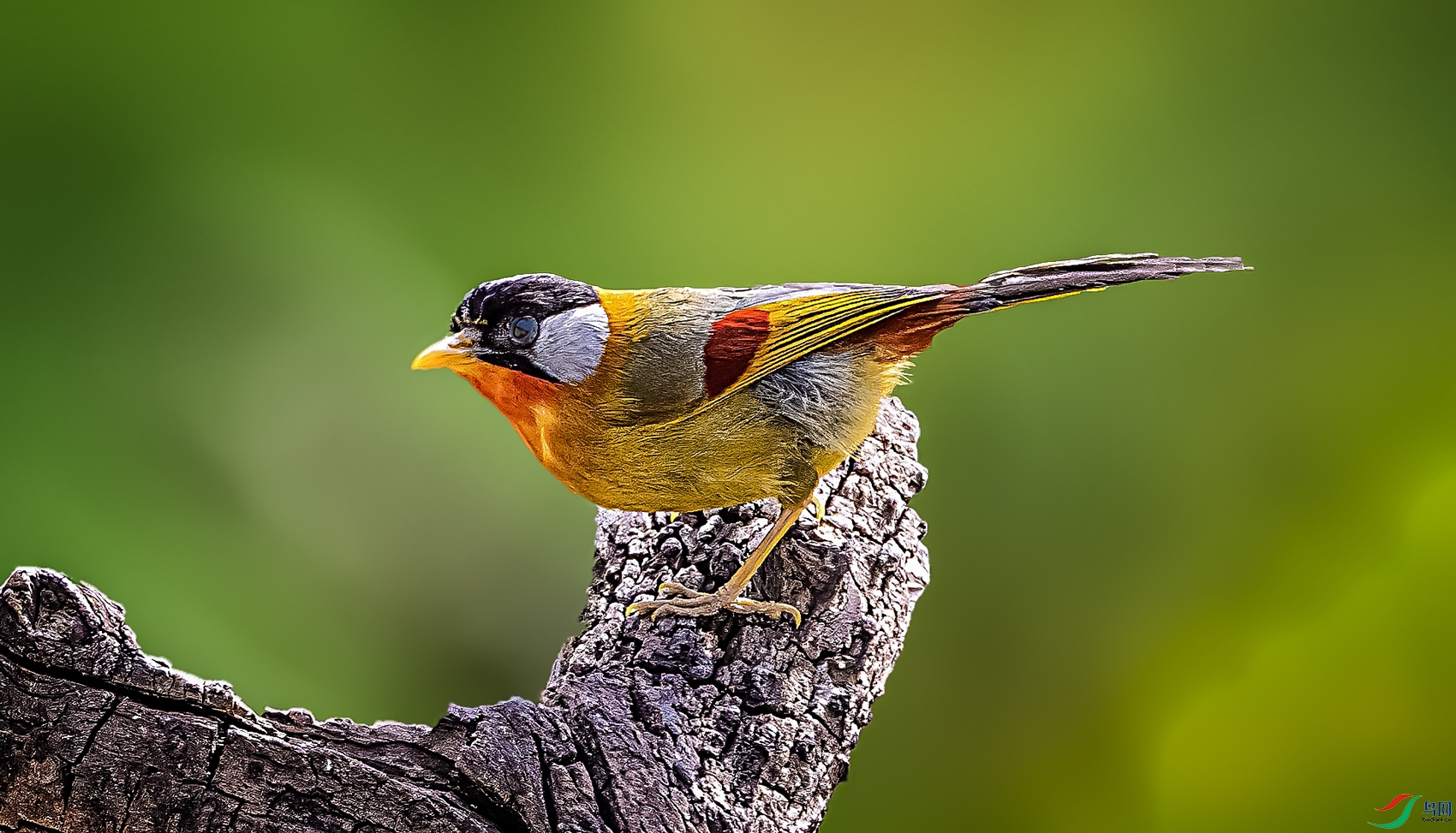 ������˼��