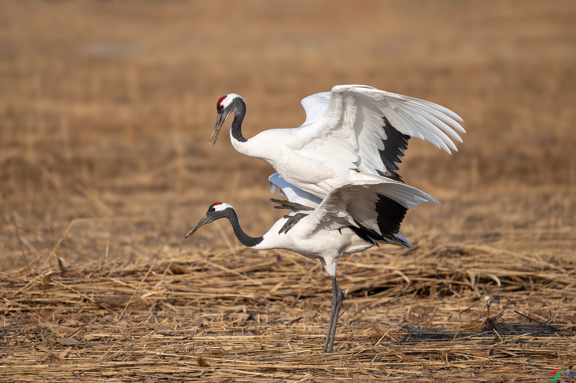 DSC_3185d1.jpg