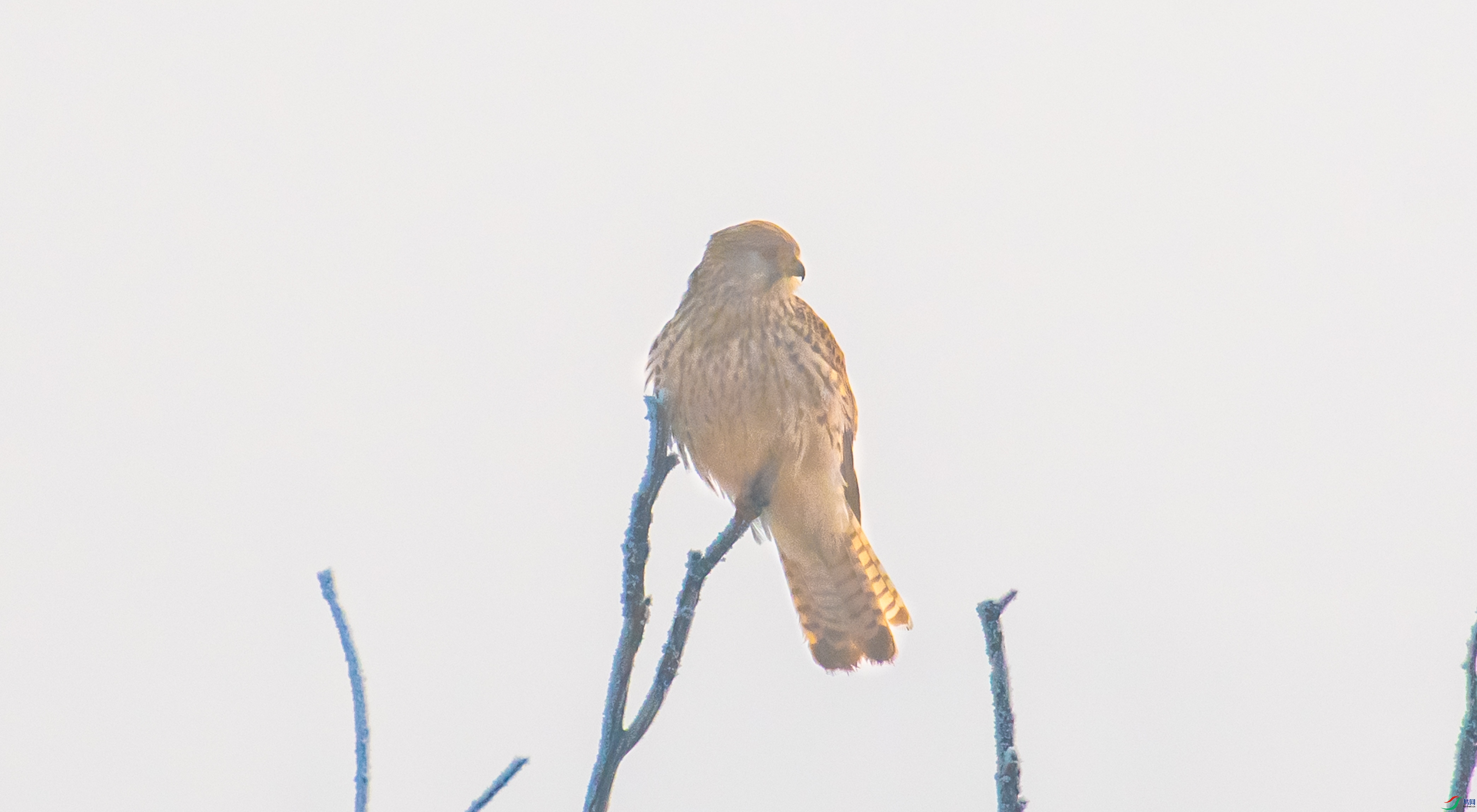 DSC_7039.jpg