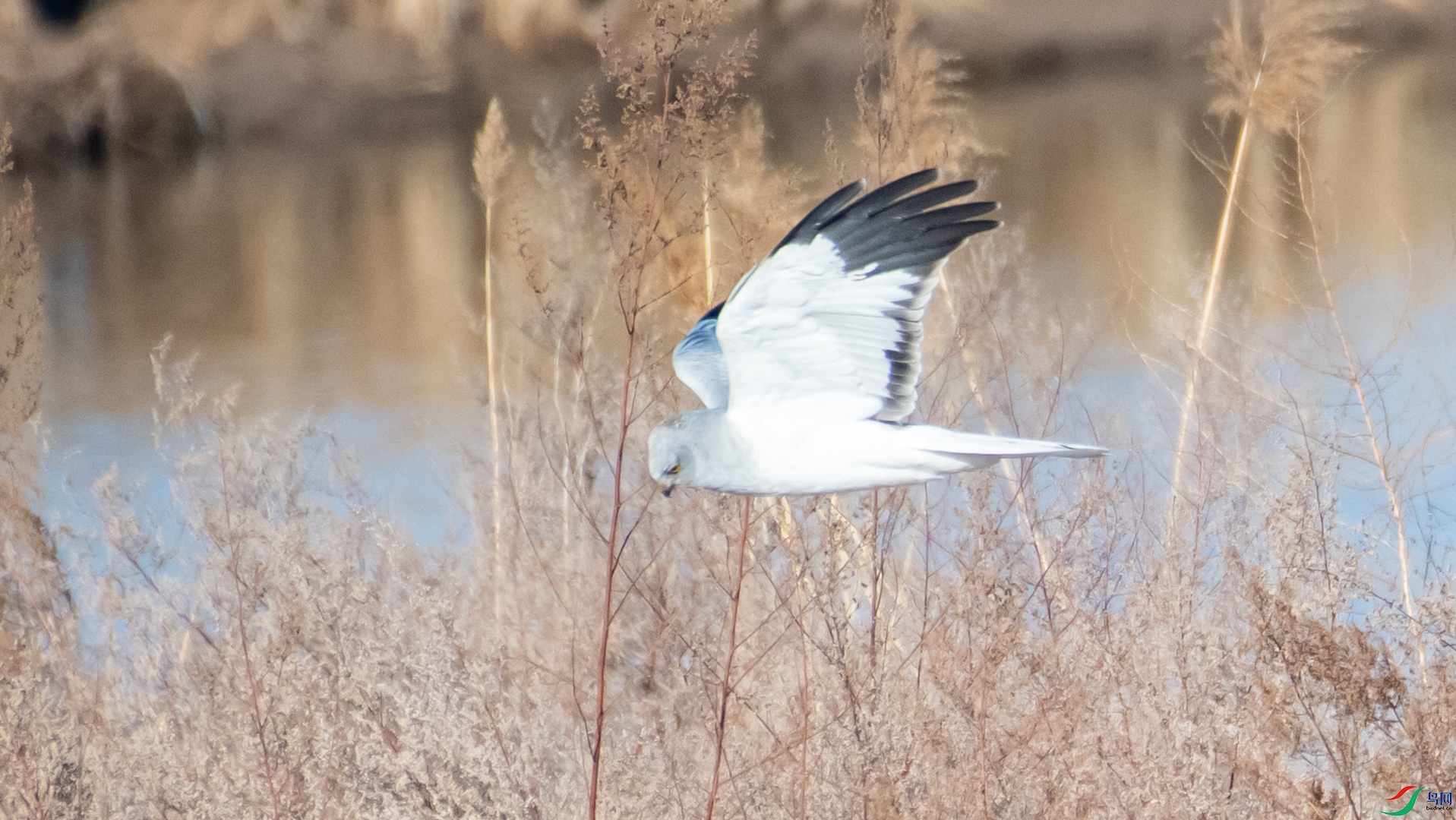 DSC_8557.jpg