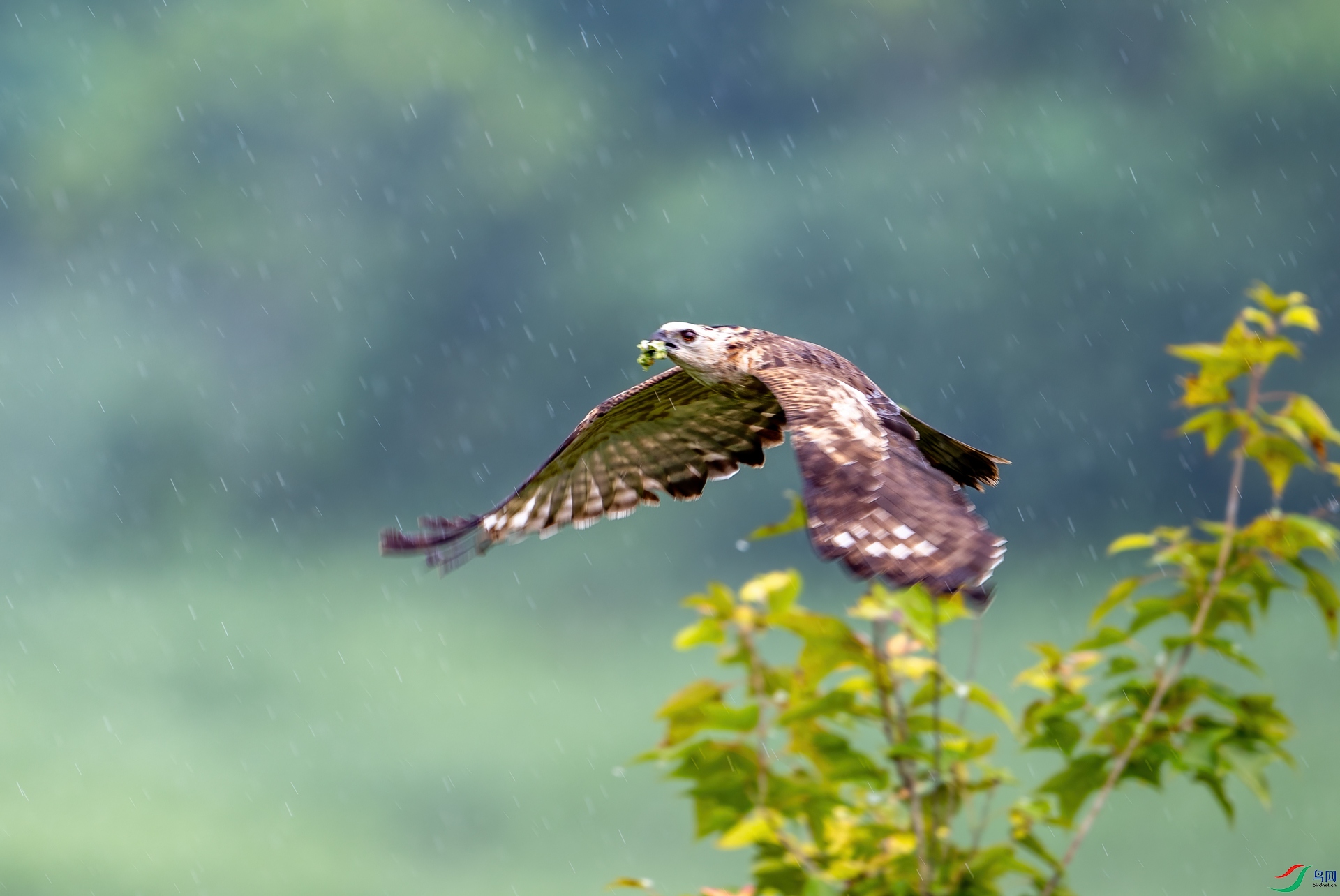 DSC_3352-1.jpg