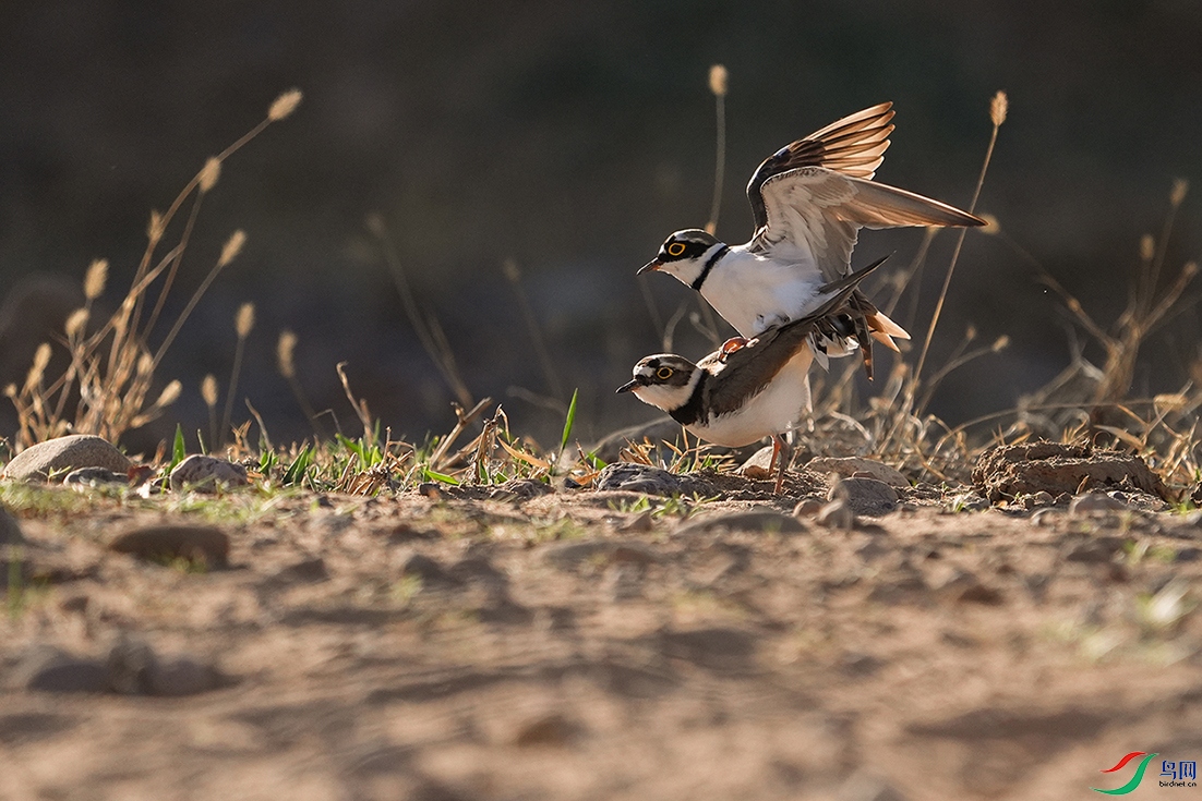 DSC01080 ����.jpg