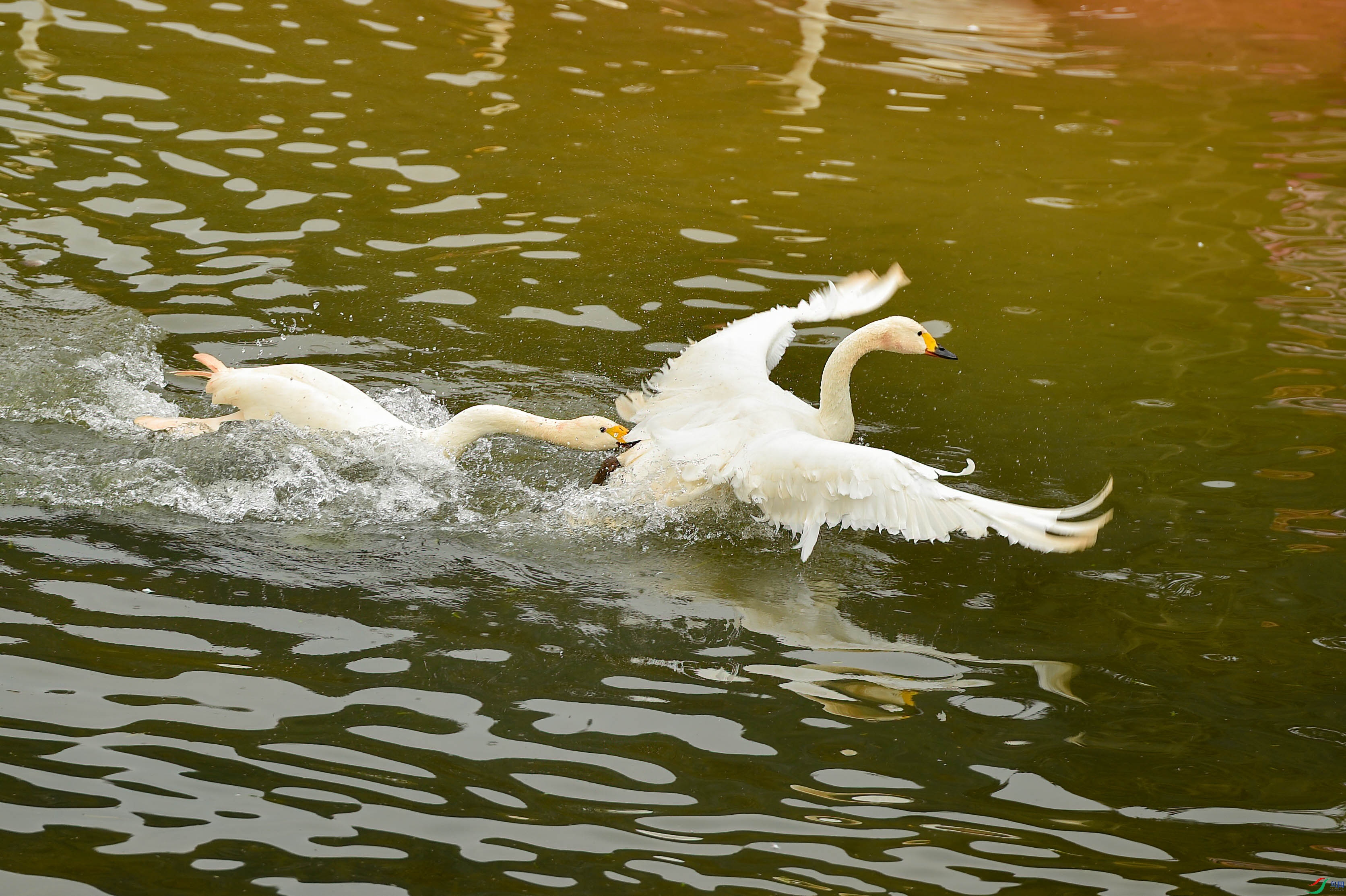 sen2016 2-2-11-�༭.jpg