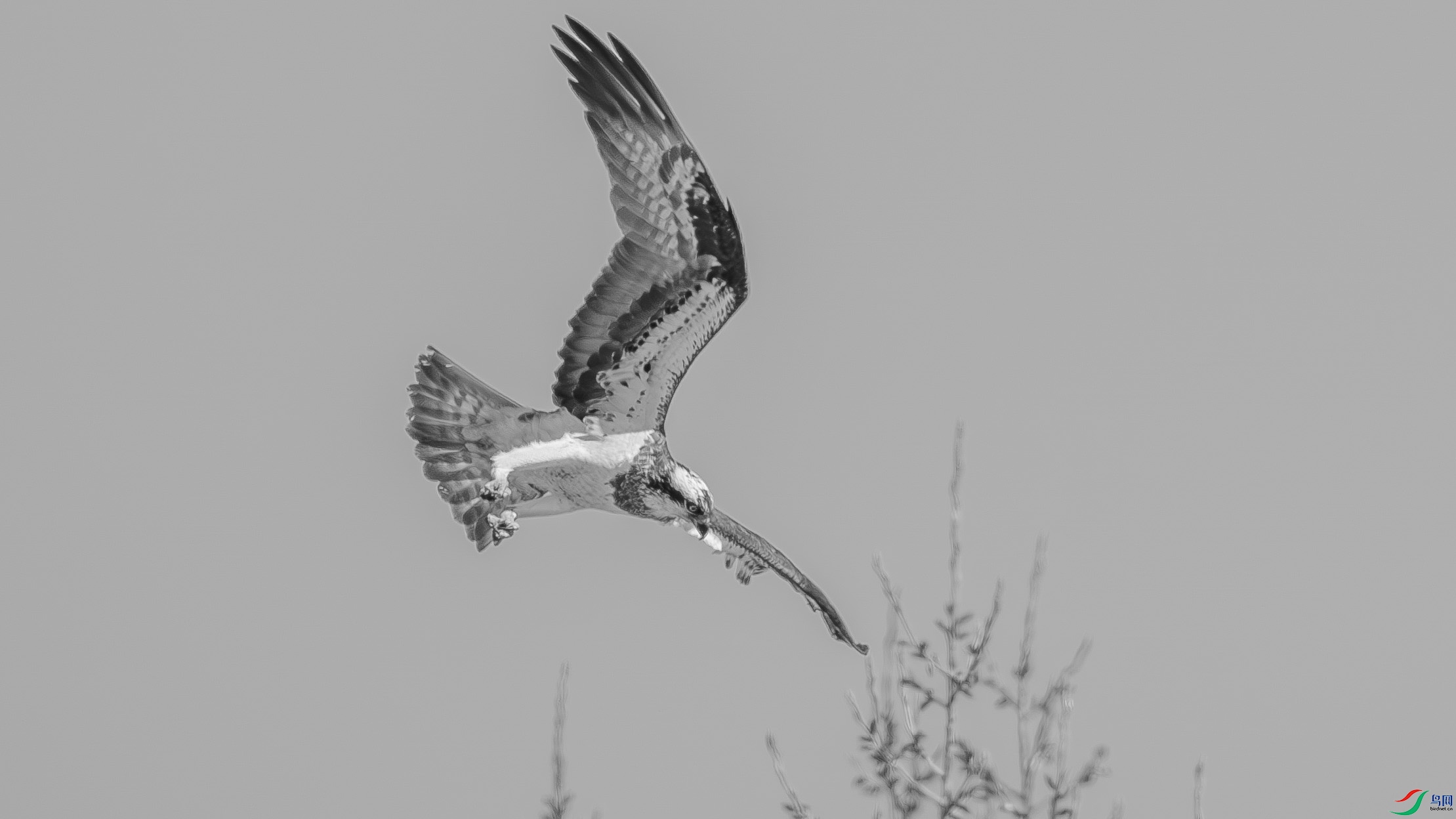 DSC00302h.jpg
