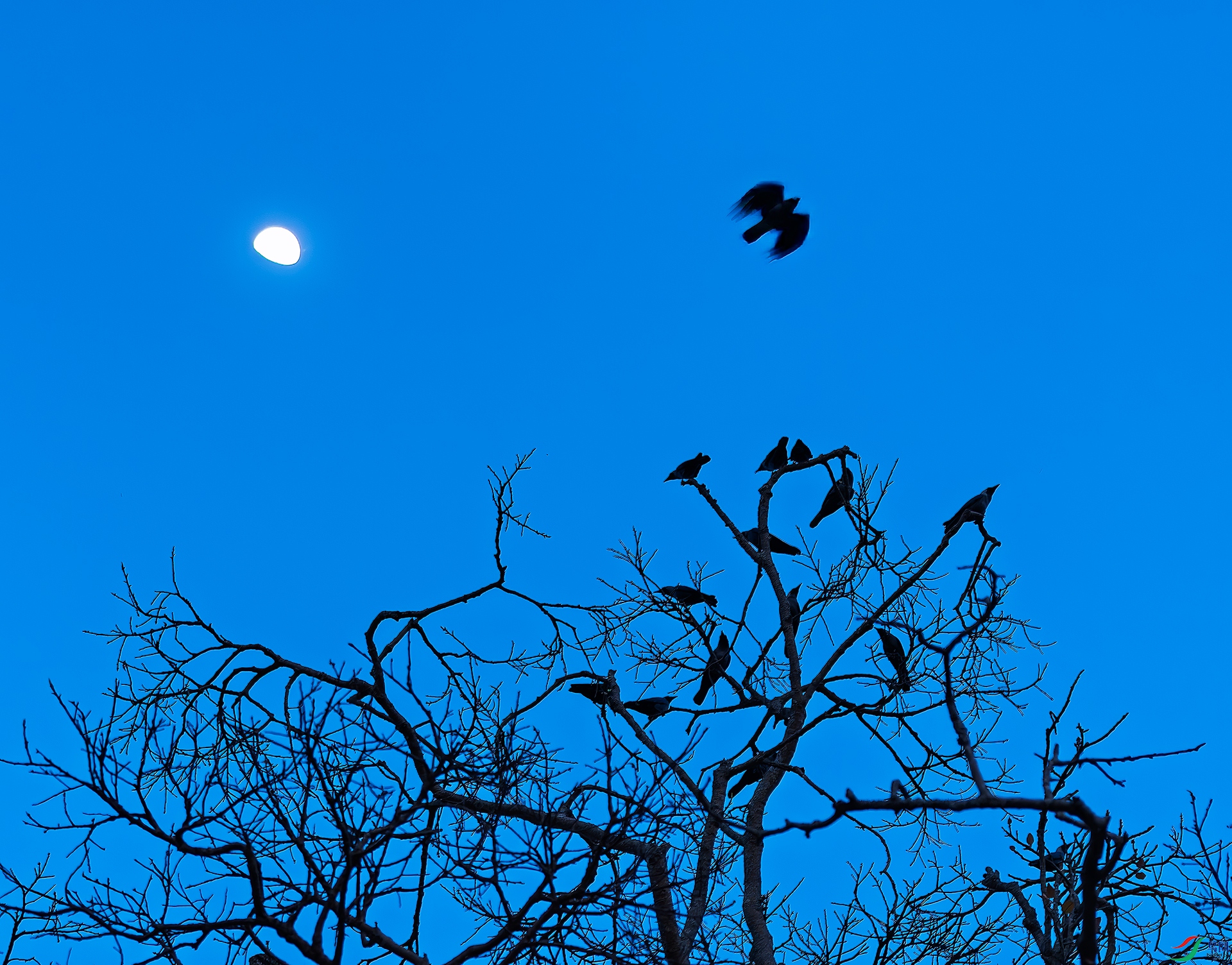 0_DSC3693-20190316-DxO_DeepPRIME-XD2s.jpg