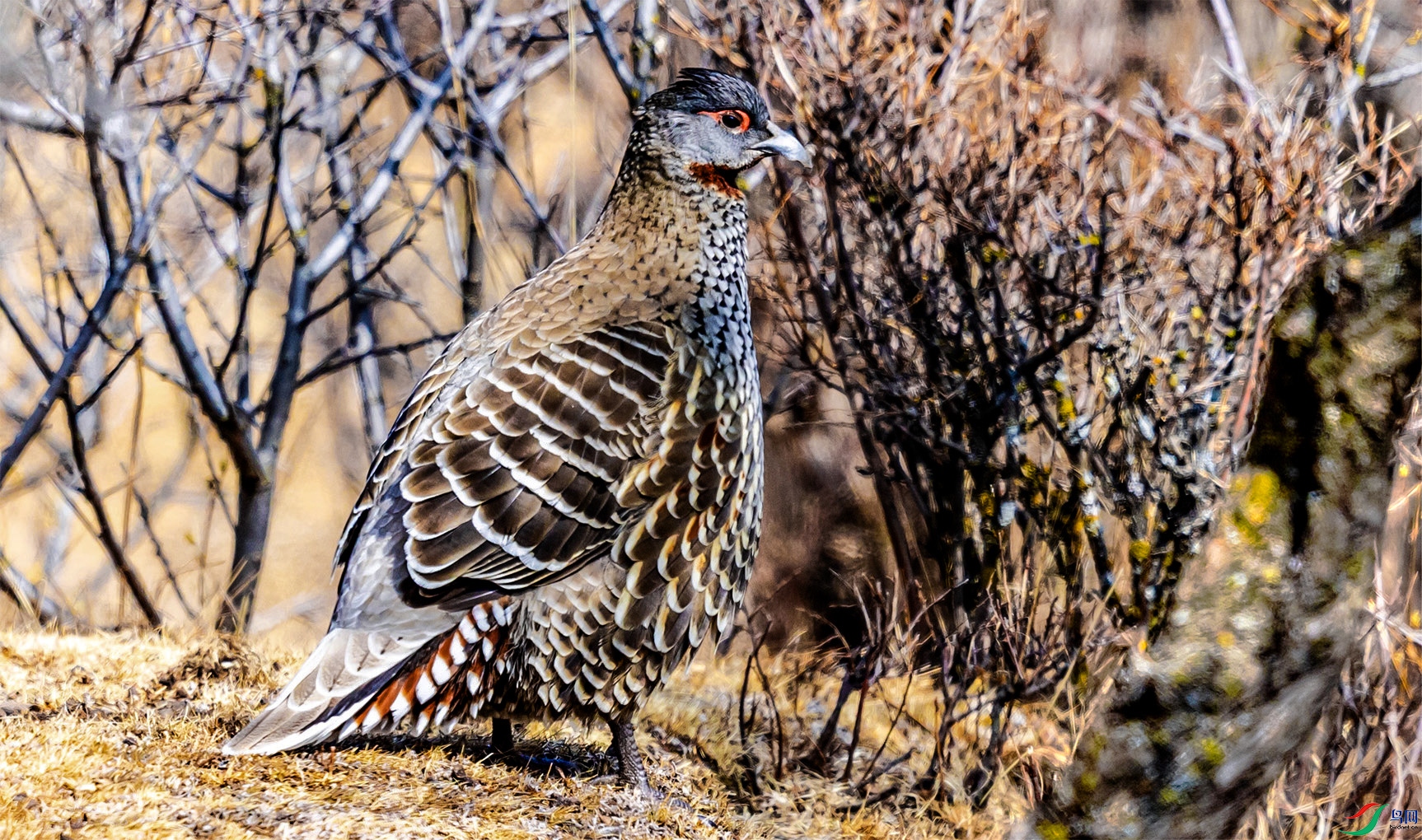 95������� ����.jpg