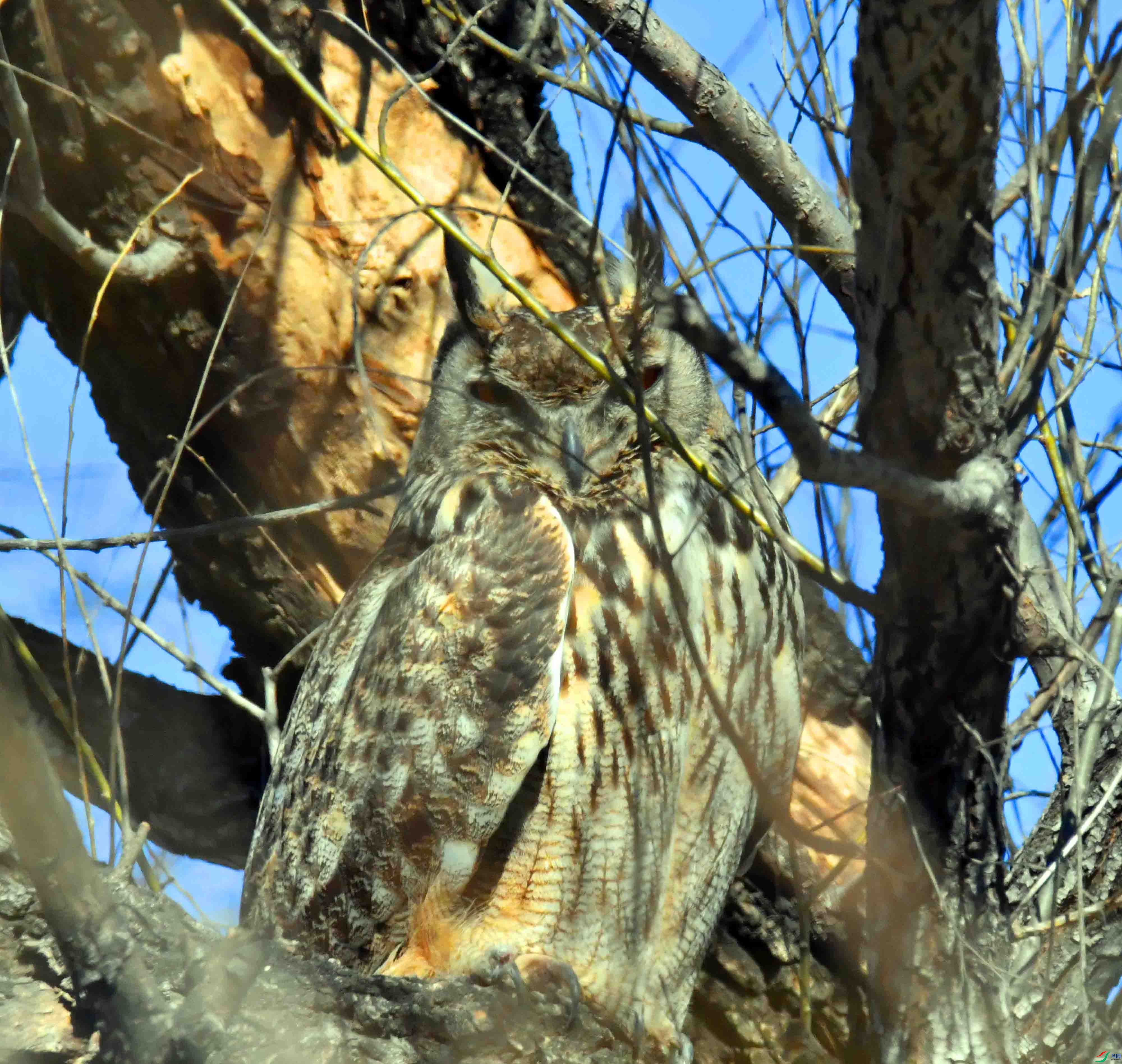 DSC_4787.JPG