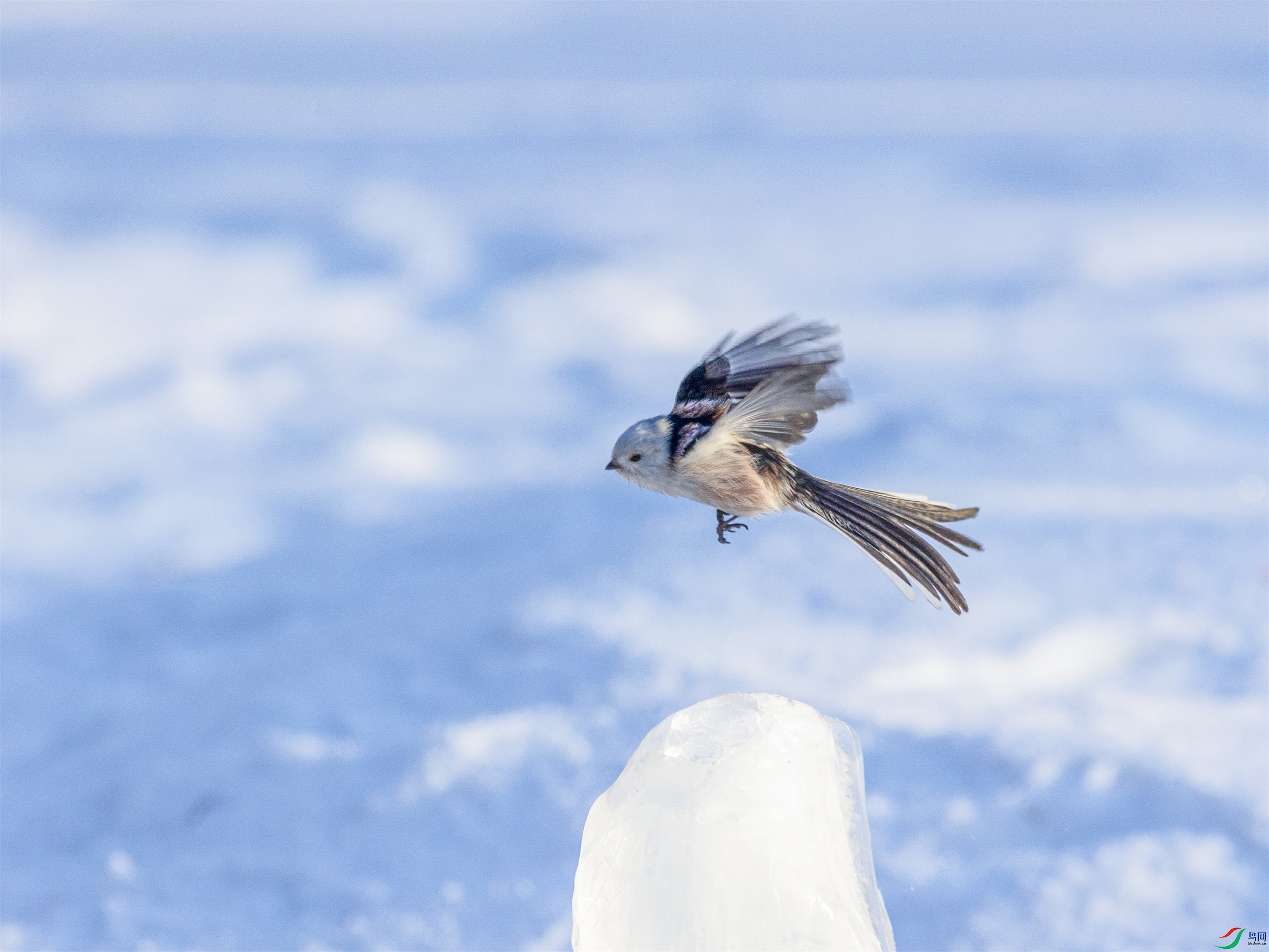 1K3A7152 ����1.jpg