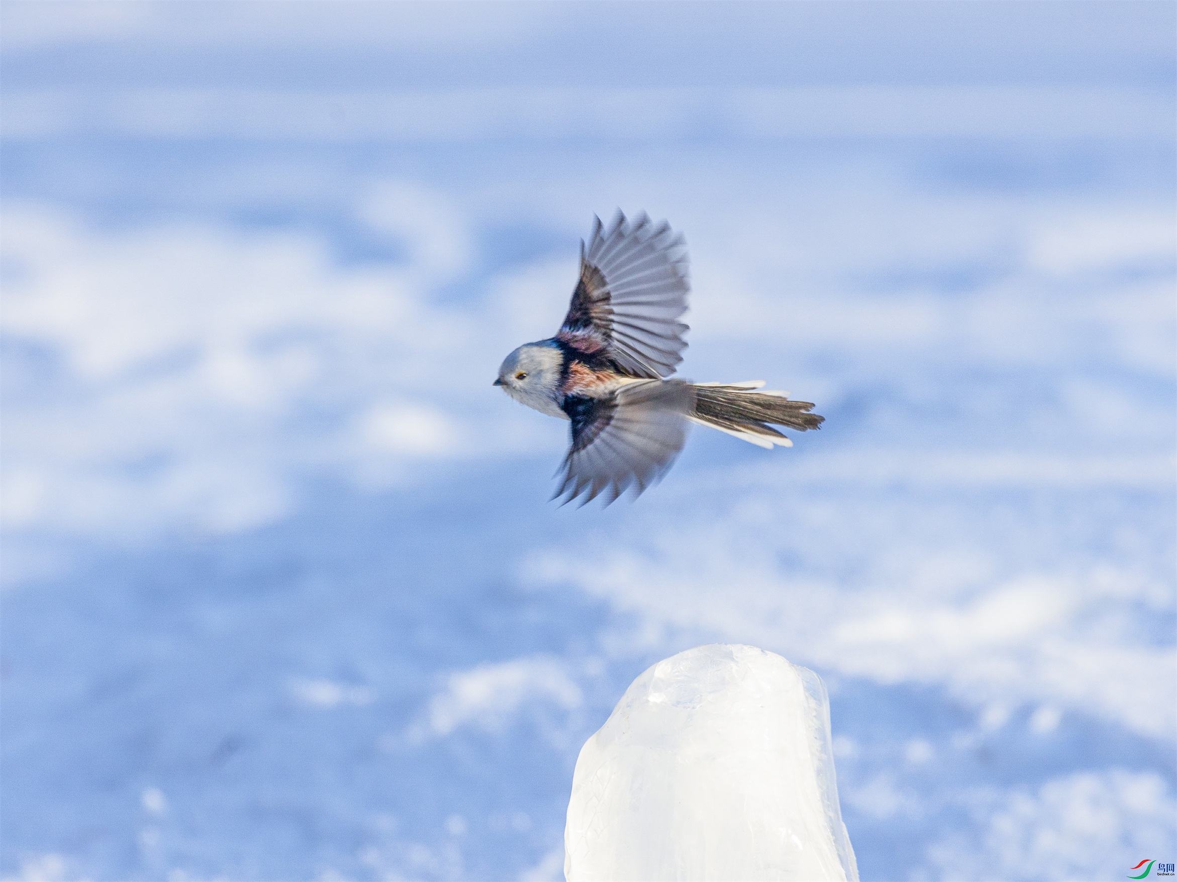 1K3A7153 ����1.jpg