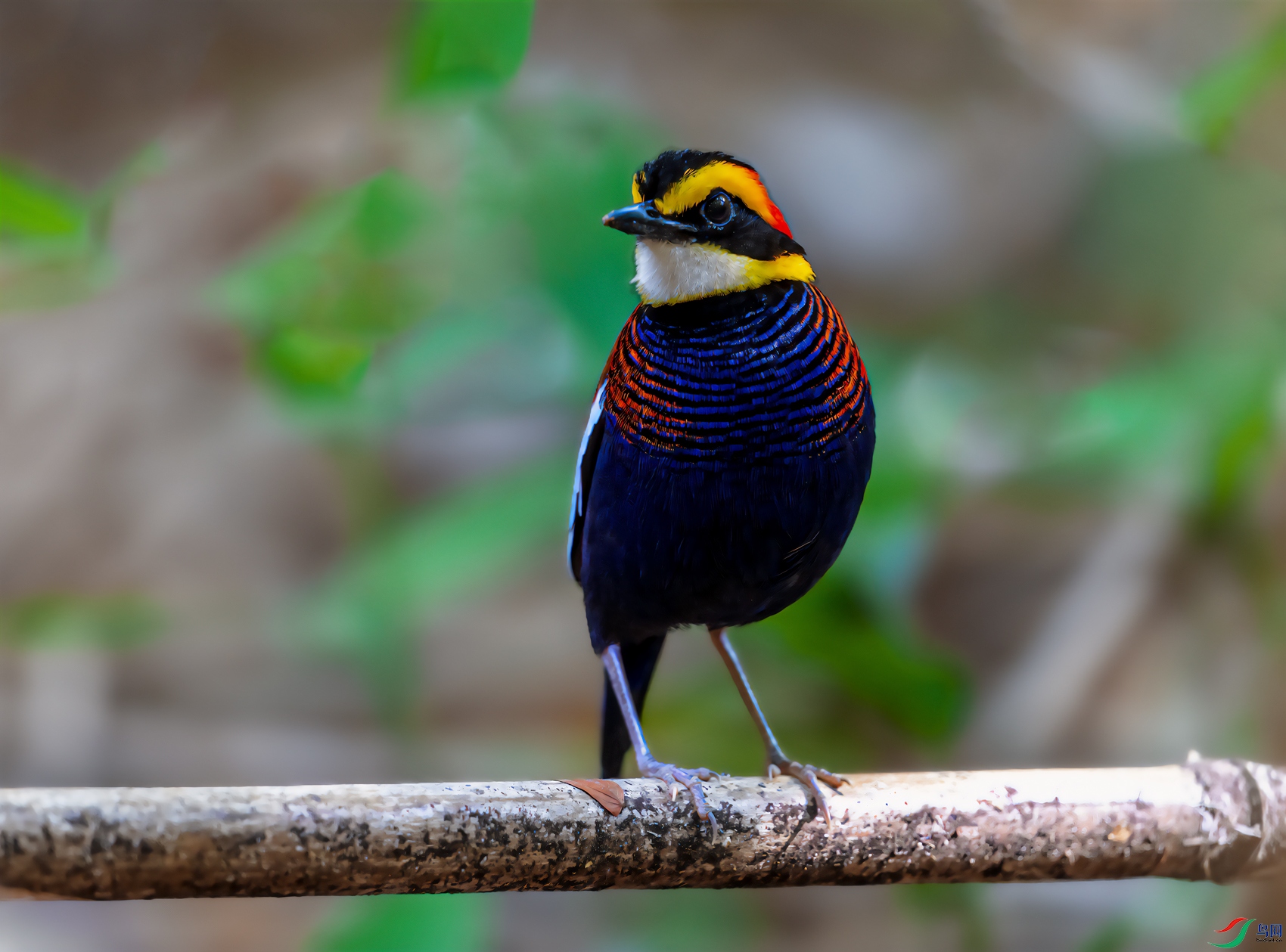 DSC_7912-11.jpg