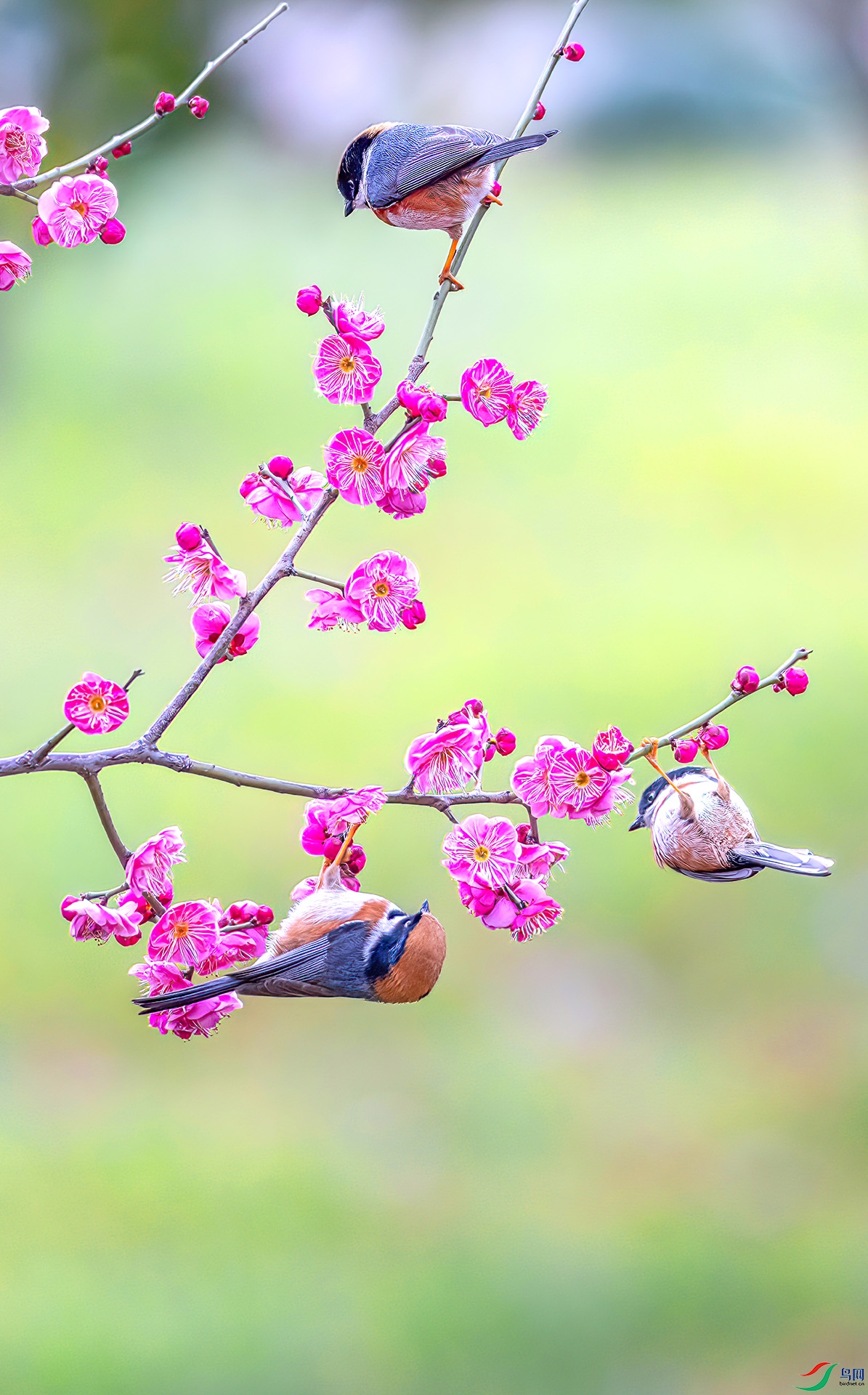 060A7033 ����-Sha--1 .jpg