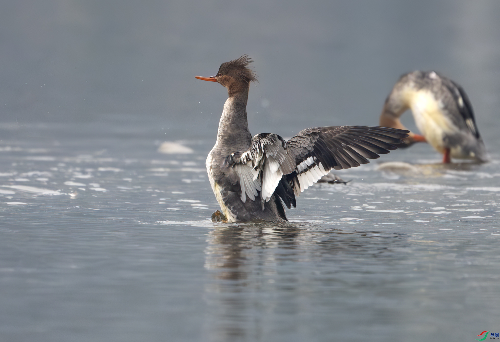 DSC_9276-����ǿ-NR ����.jpg