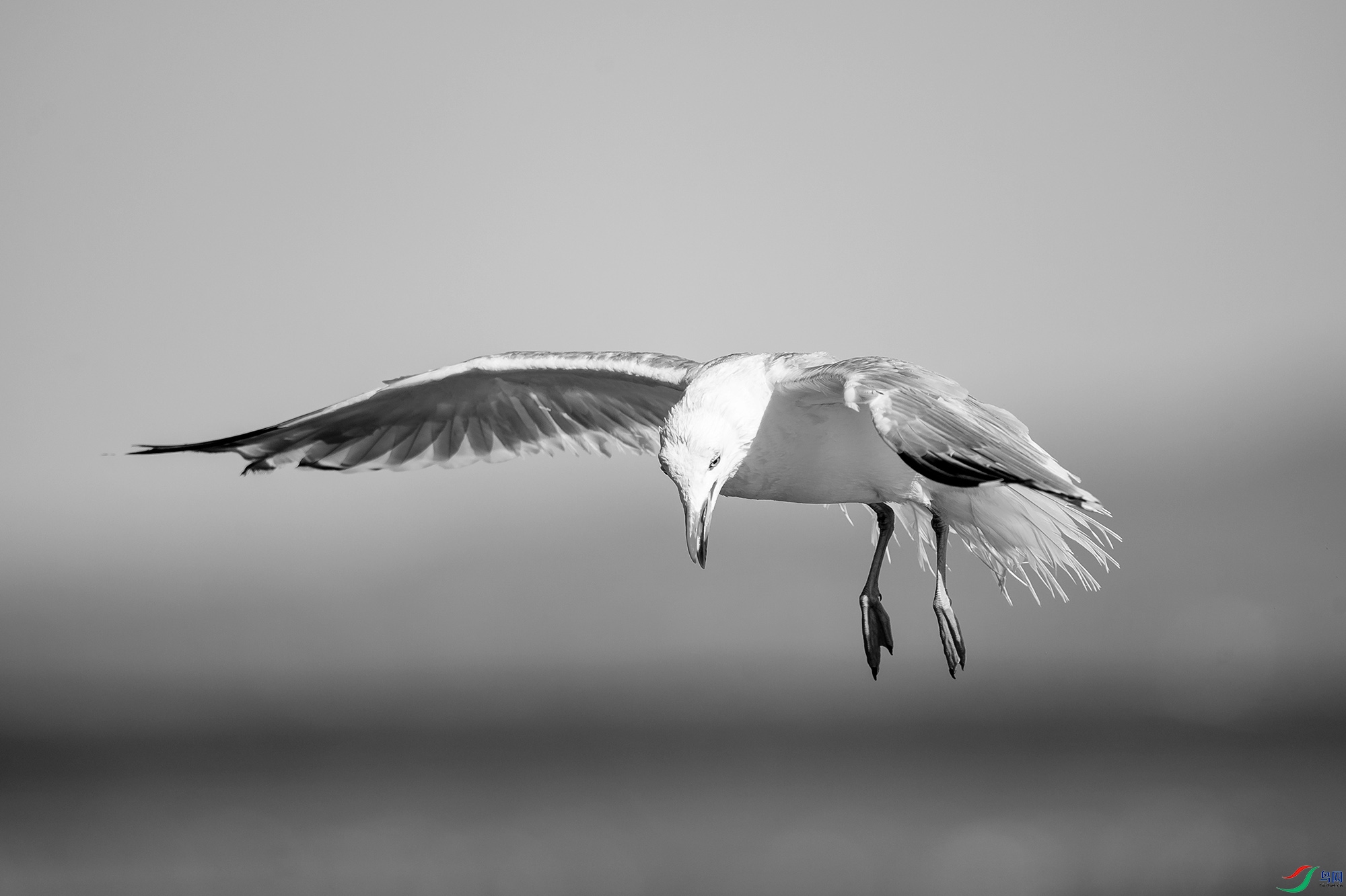 _DSC64870.jpg