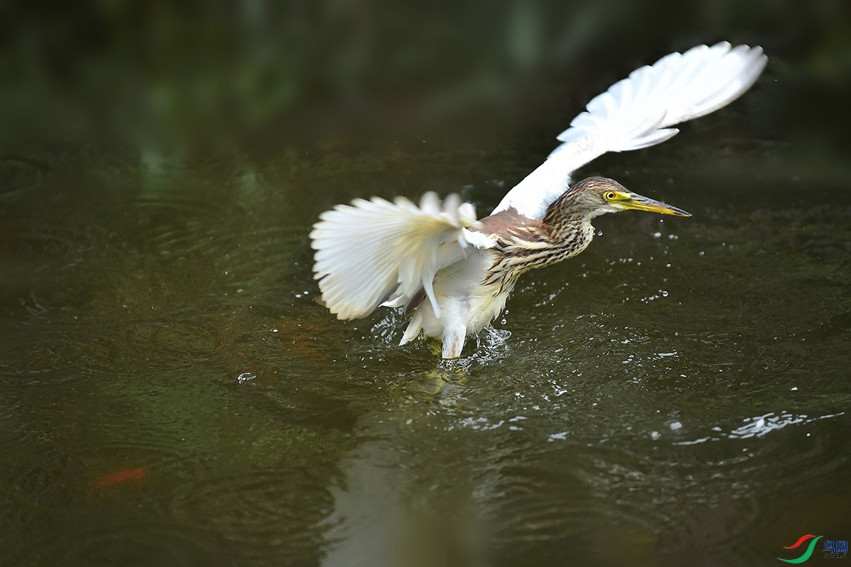 DSC_0831_.jpg