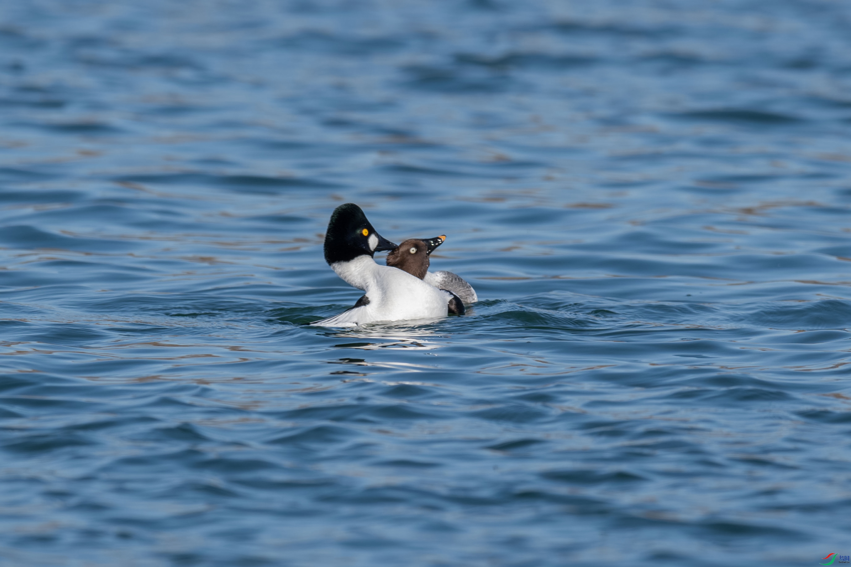 DSC_1284.jpg