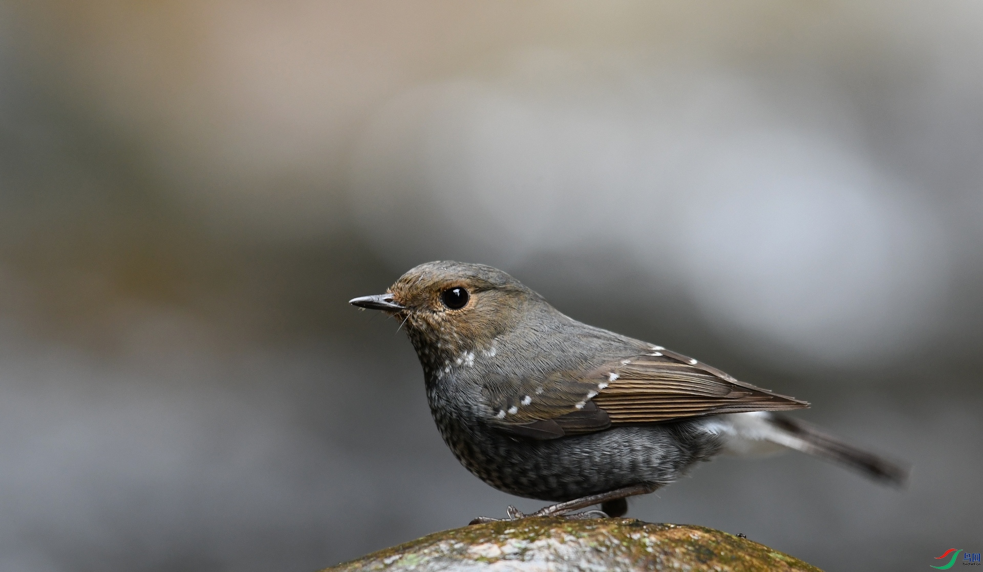 DSC_1613.jpg