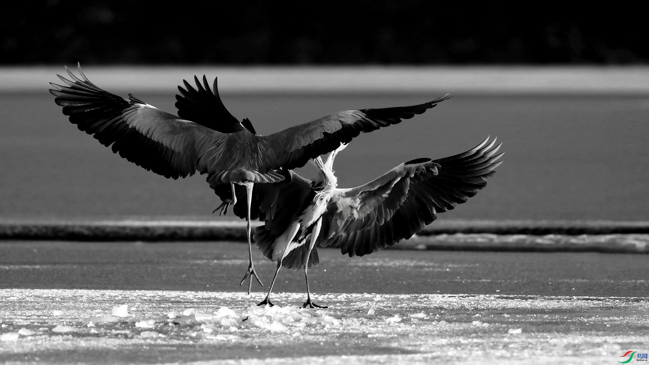 ��ɱ����������