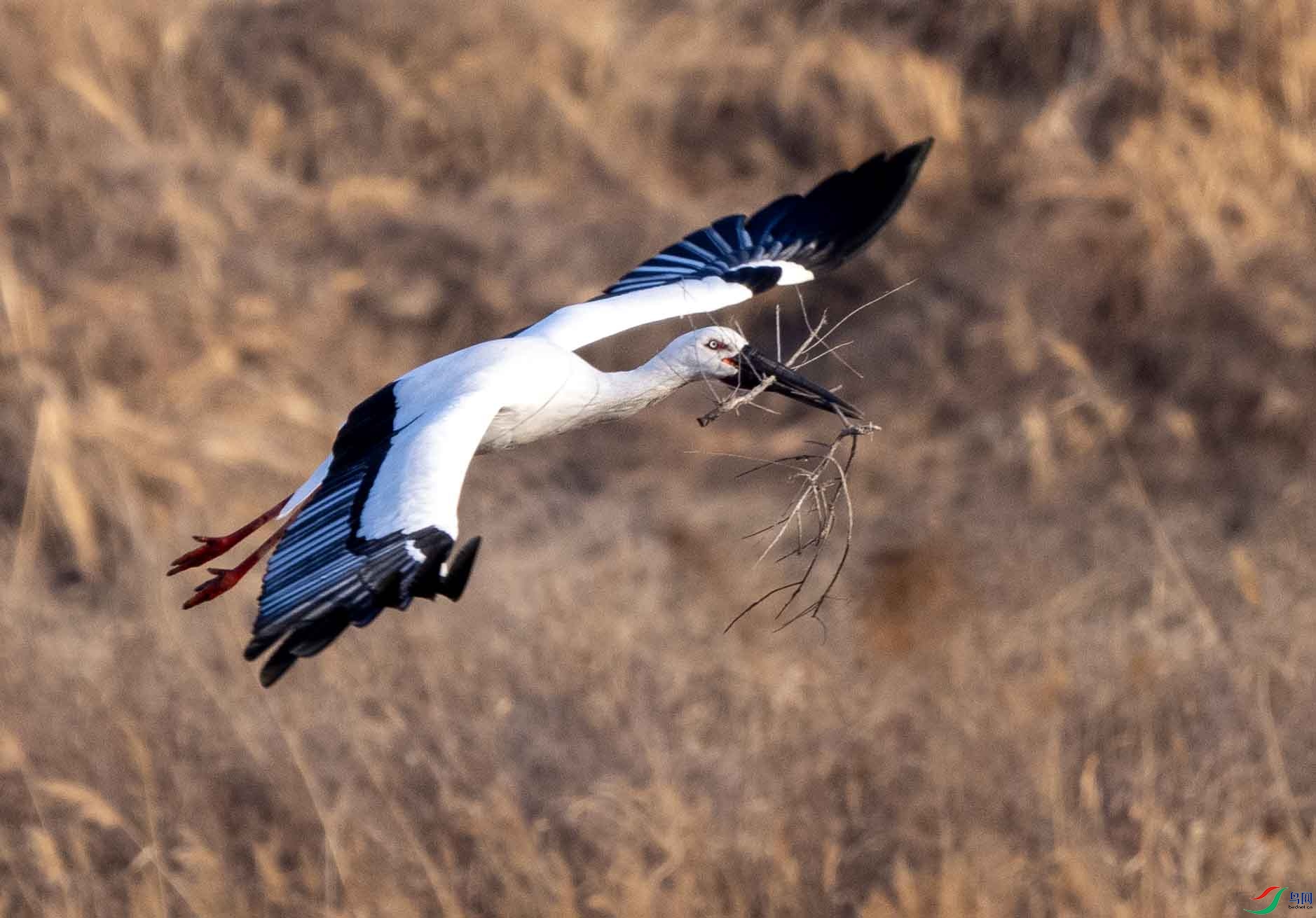 1-xtP2161792 ����.jpg