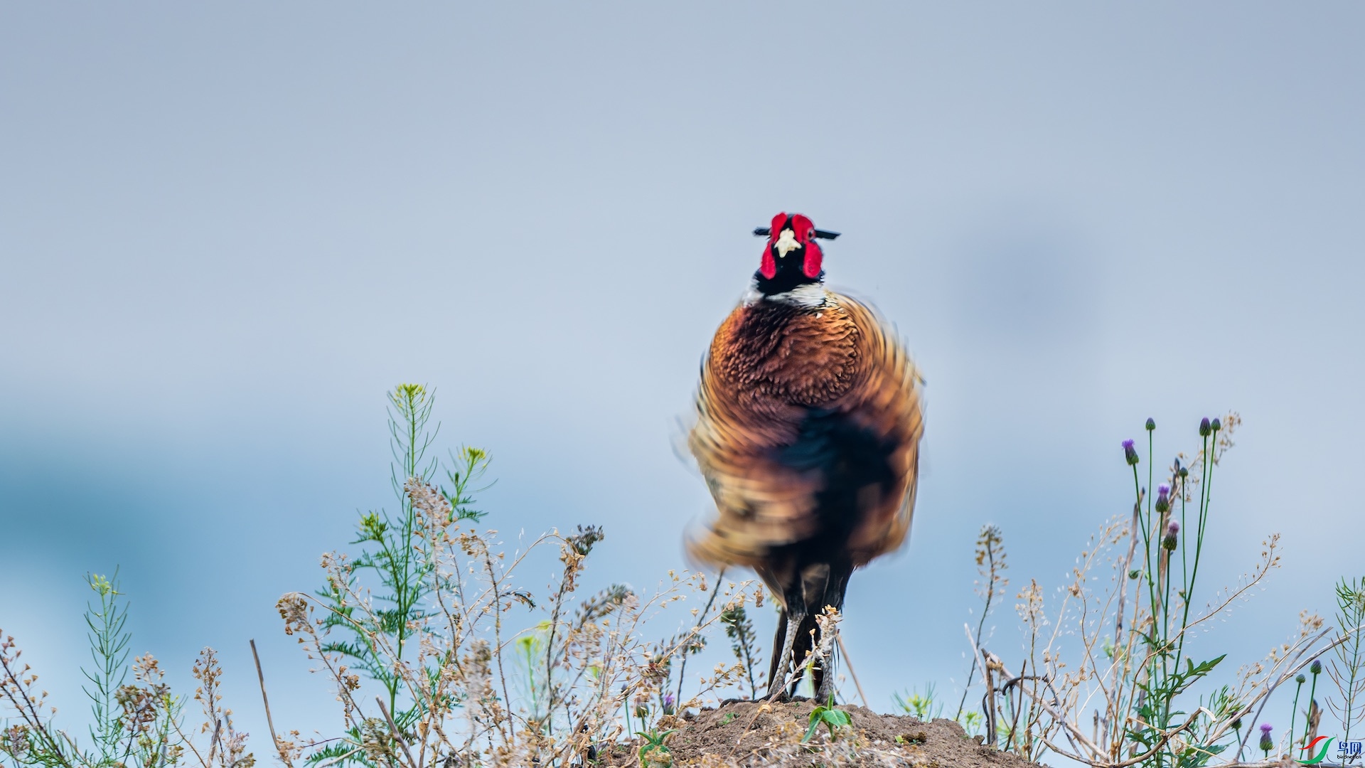 1_XXI4111-����ǿ-NR ����.jpeg