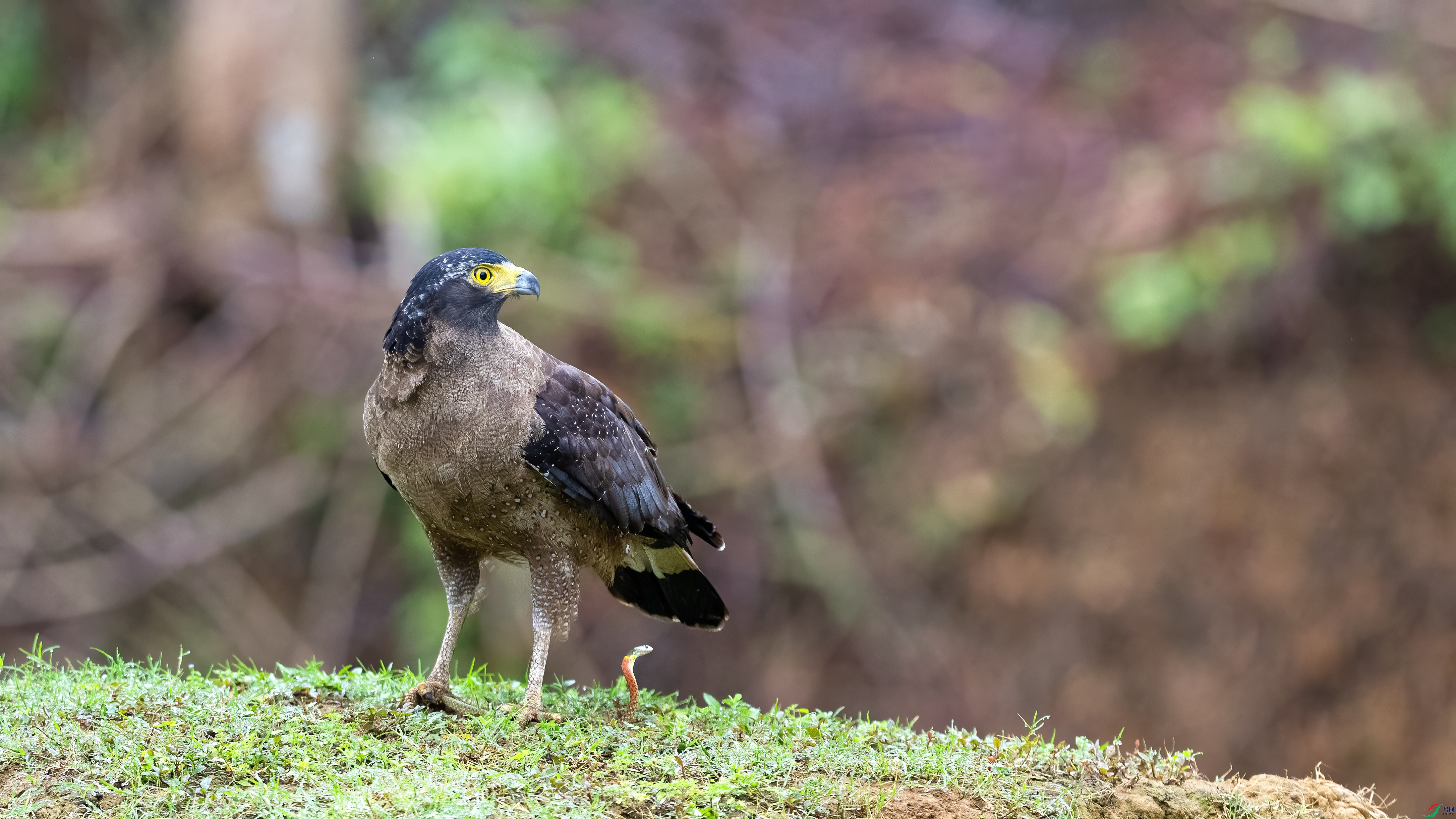 DSC_2940.jpg