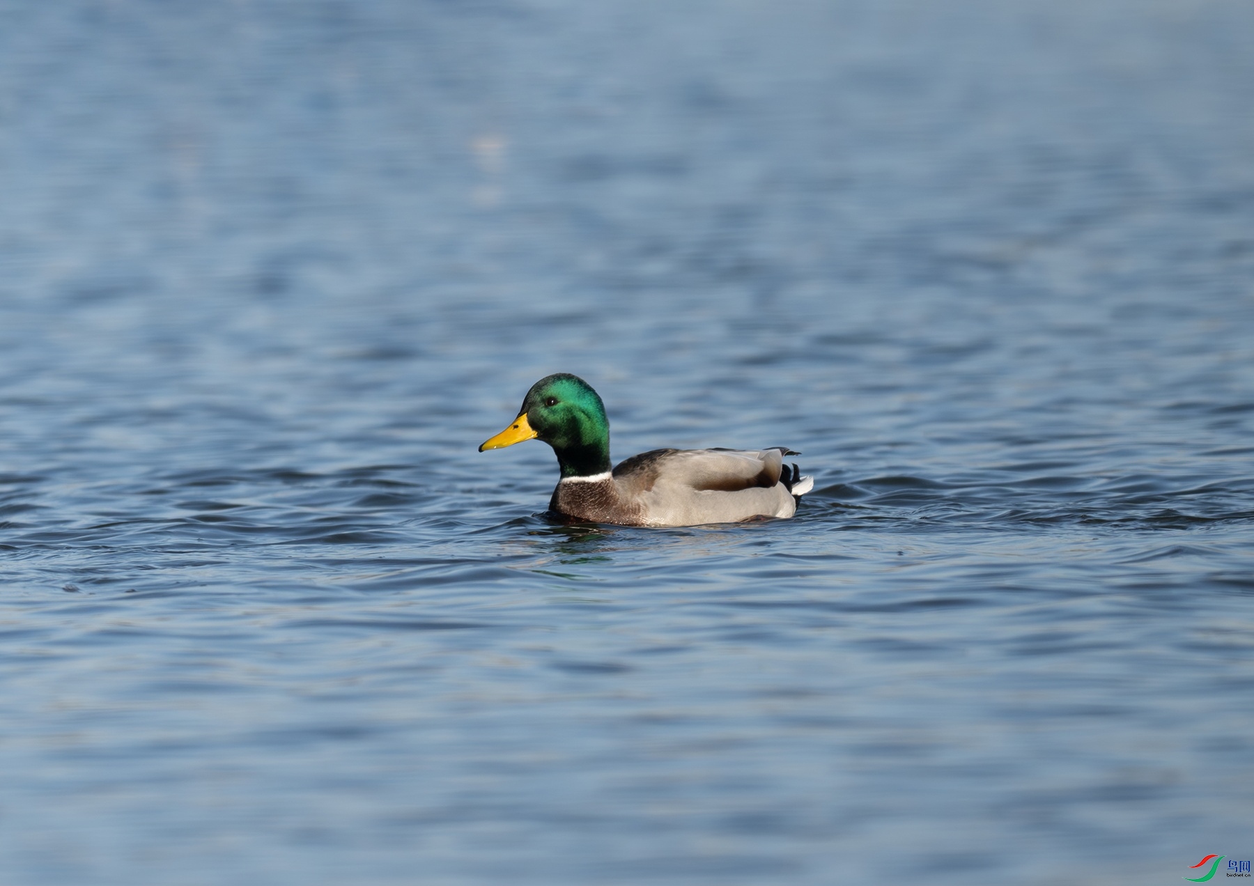 DSC_4836f.jpg