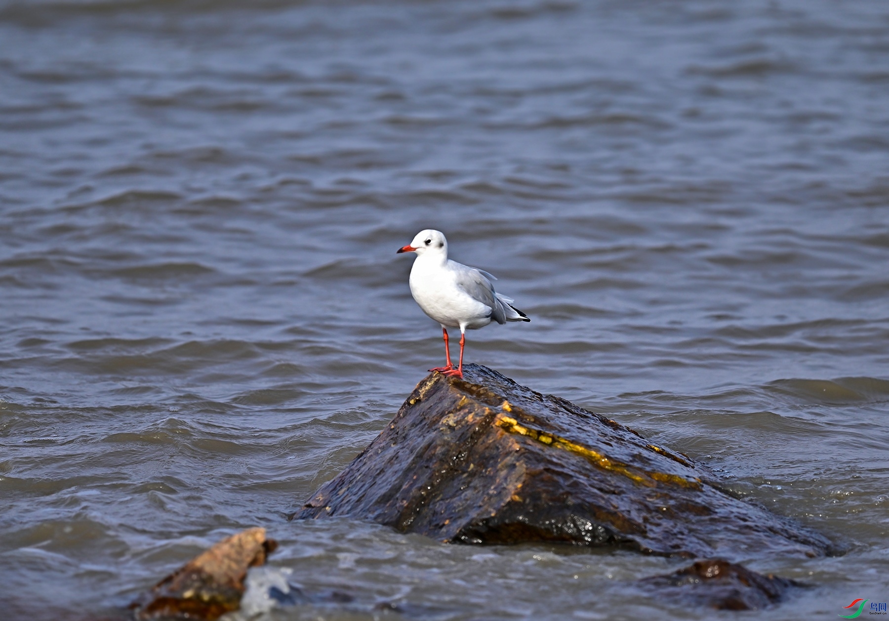 _DSC6438f.jpg