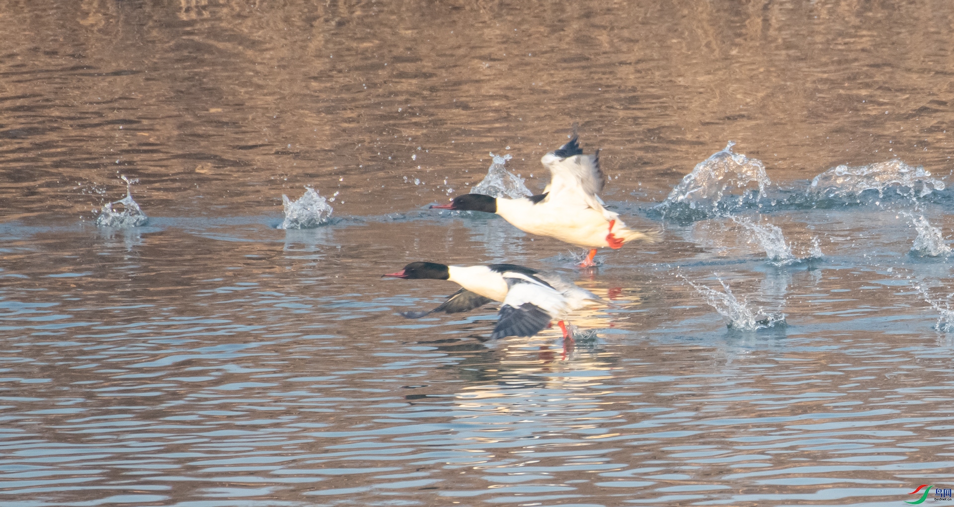 DSC_7867.jpg