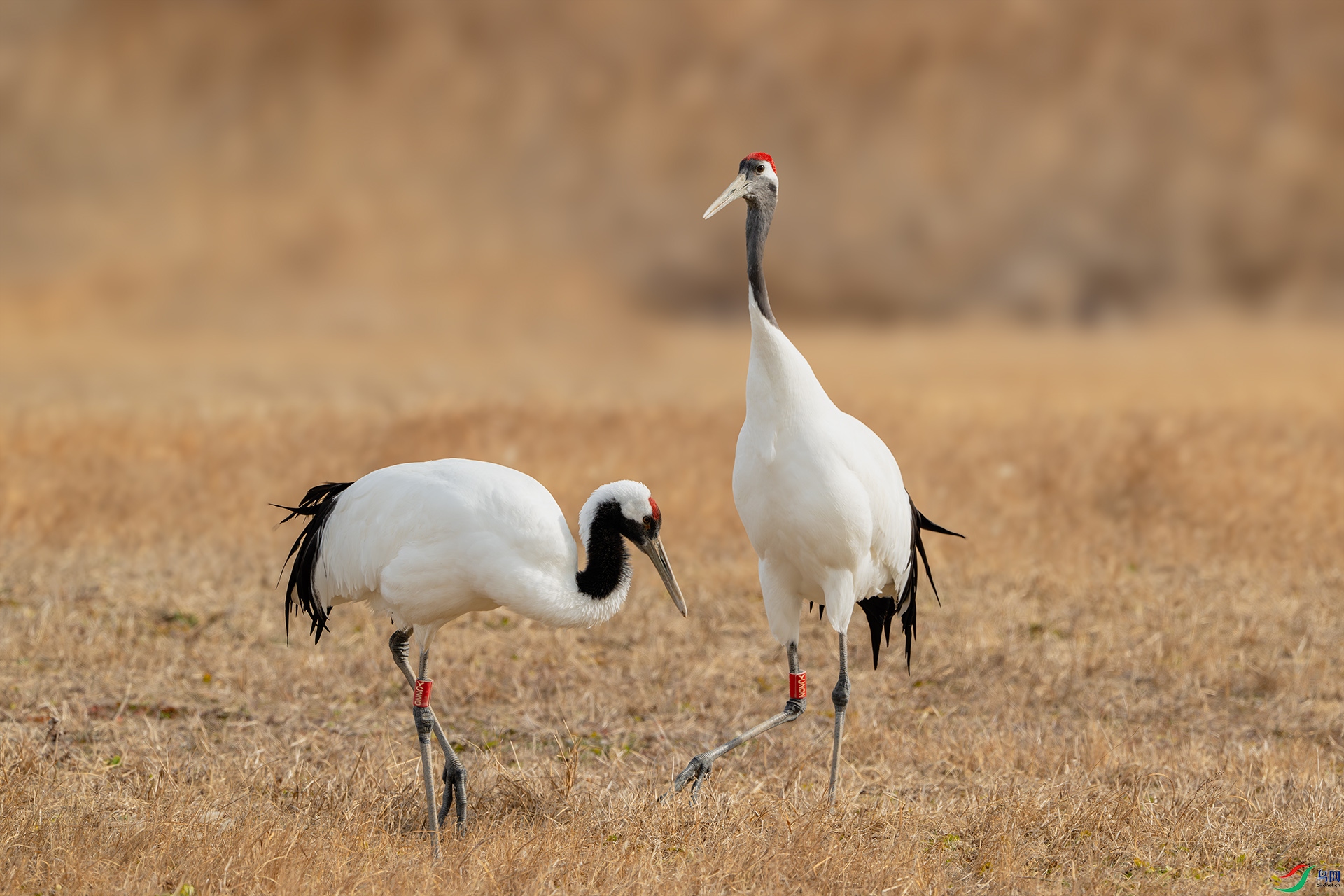 _DSC8066-����ǿ-NR ����С.jpg