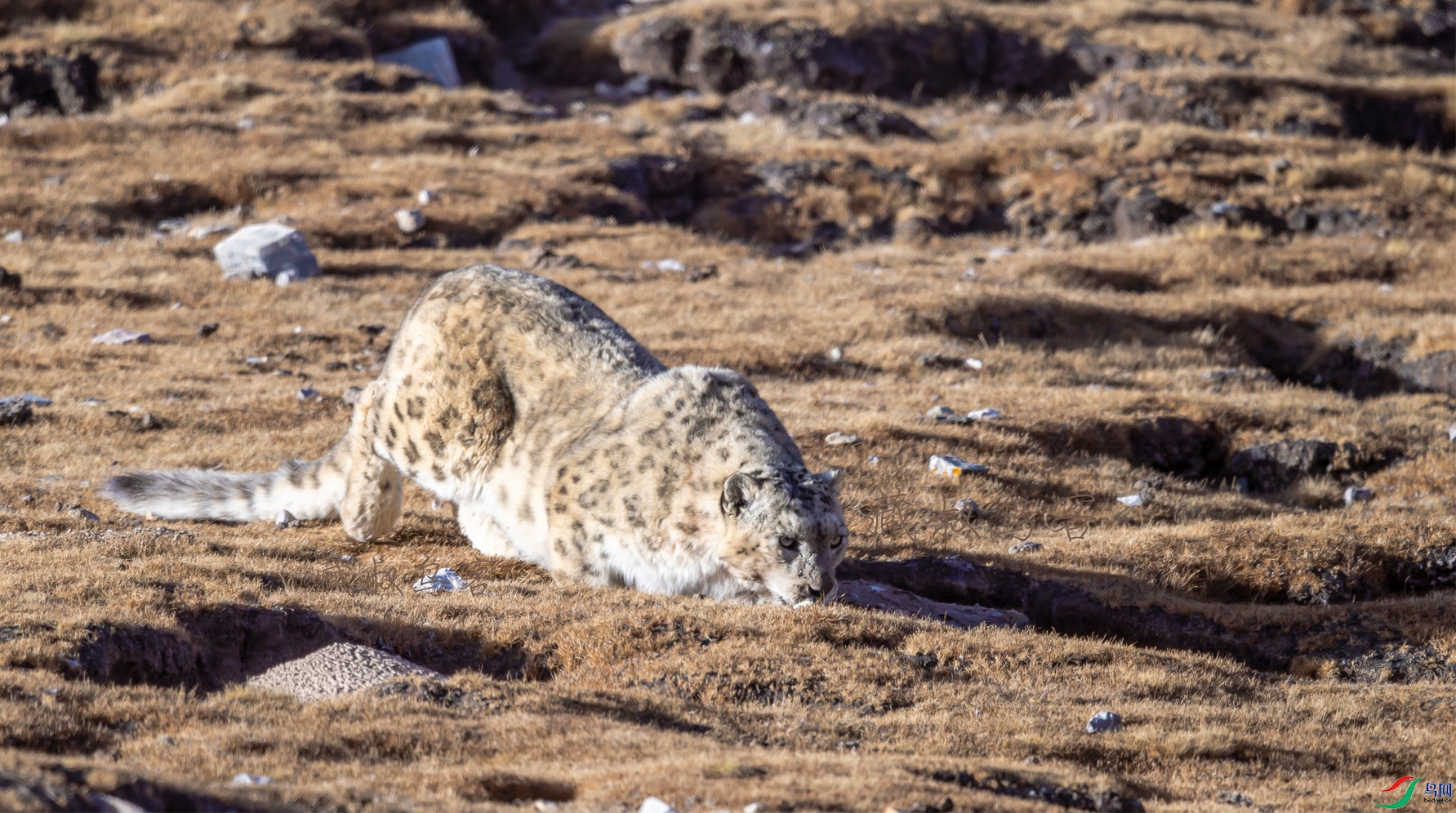 xѩ�� ѩ�� ����.jpg